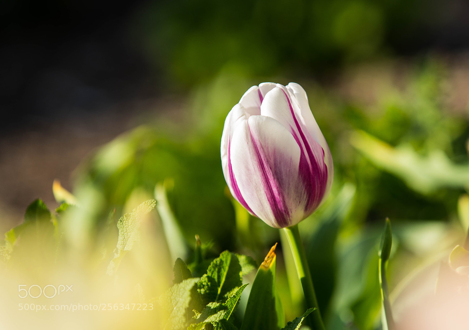 Canon EOS 5D Mark IV sample photo. Almost there photography