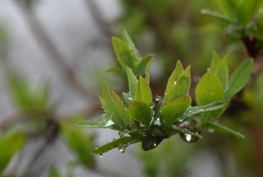Nikon AF-S Micro-Nikkor 105mm F2.8G IF-ED VR sample photo. Spring rain photography