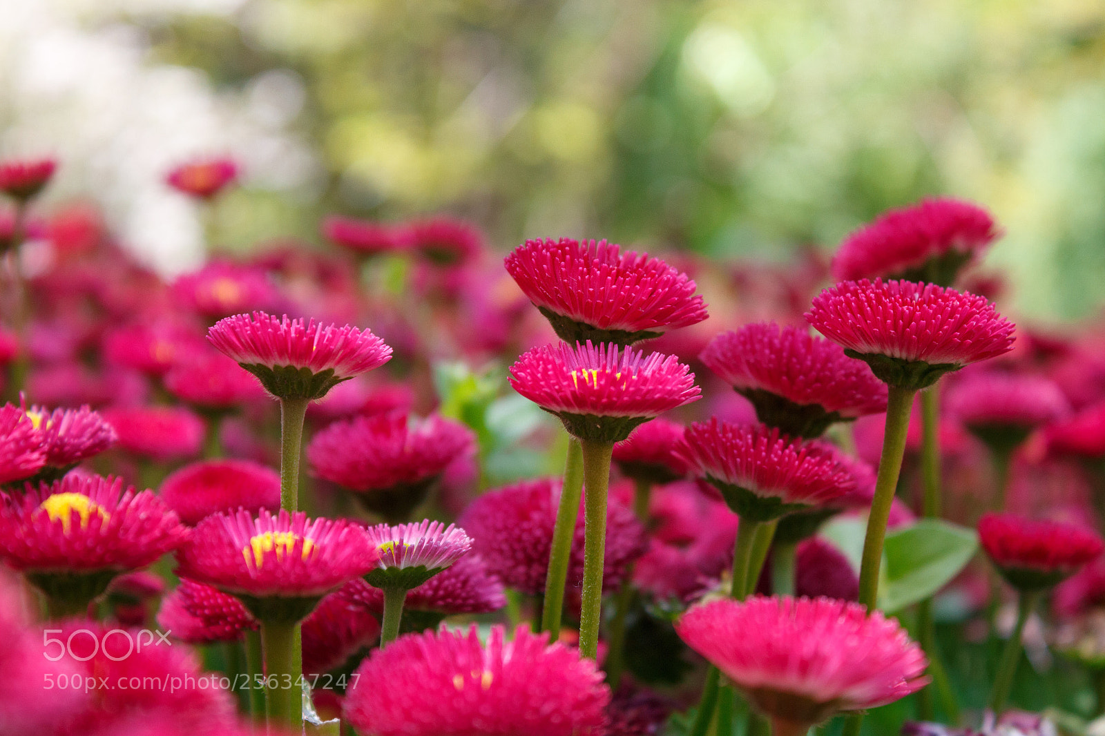 Canon EOS 100D (EOS Rebel SL1 / EOS Kiss X7) sample photo. Red flowers. photography