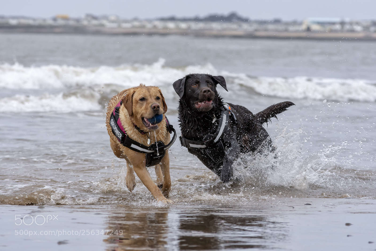 Nikon D7200 sample photo. Labrador retrievers playing in photography