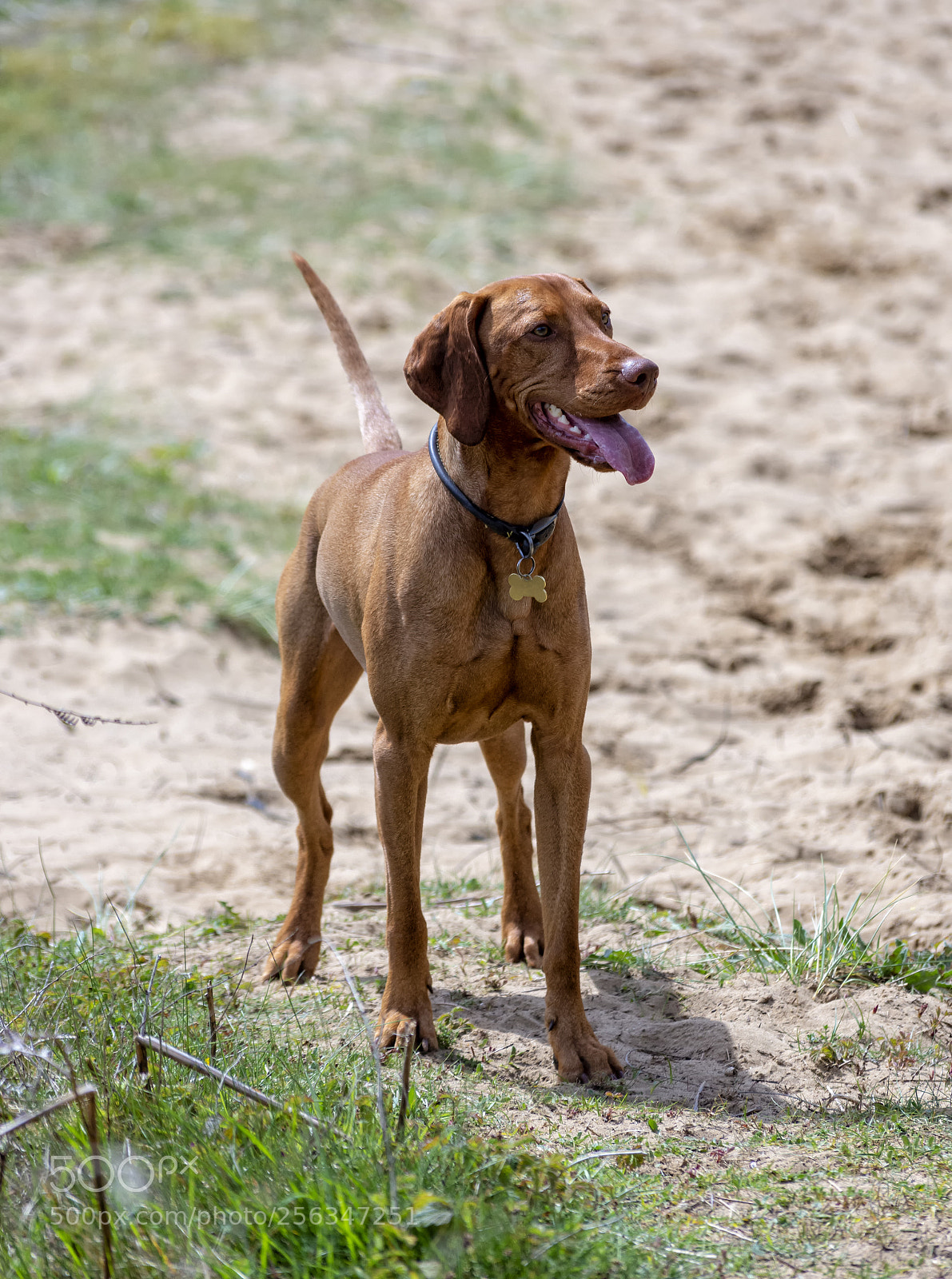 Nikon D7200 sample photo. Vizsla in the sand photography