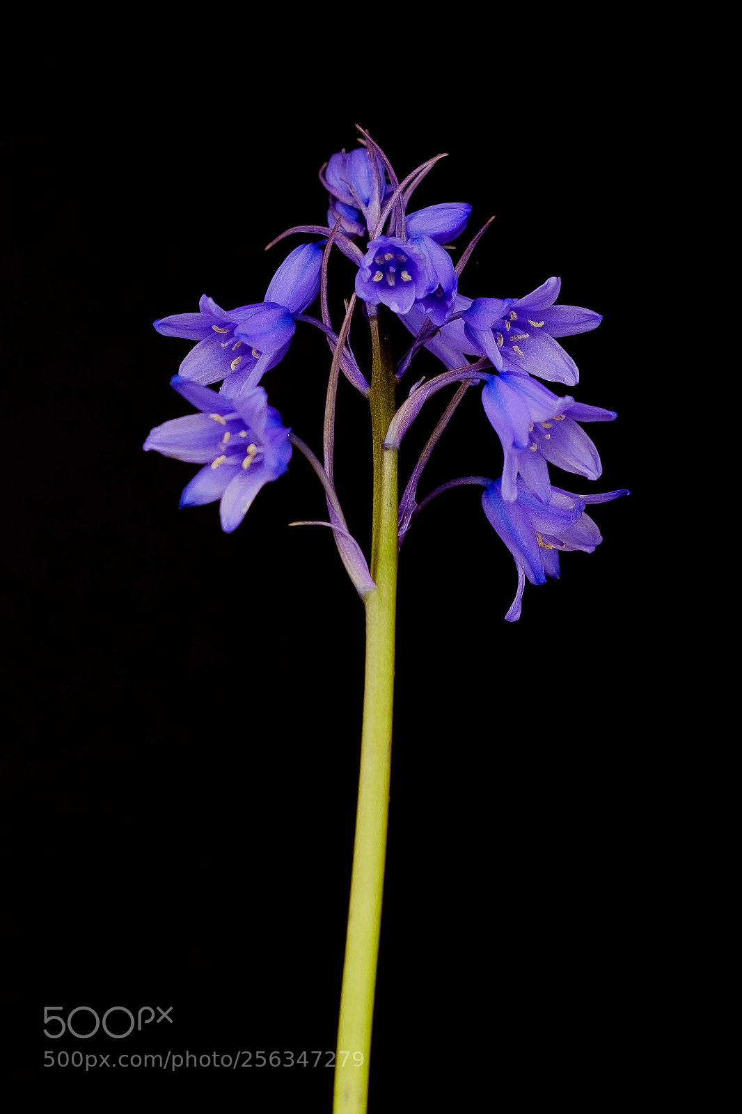 Fujifilm X-T2 sample photo. Flowers photography