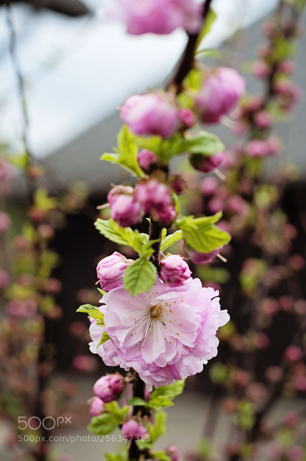 Nikon D90 sample photo. Fresh start photography
