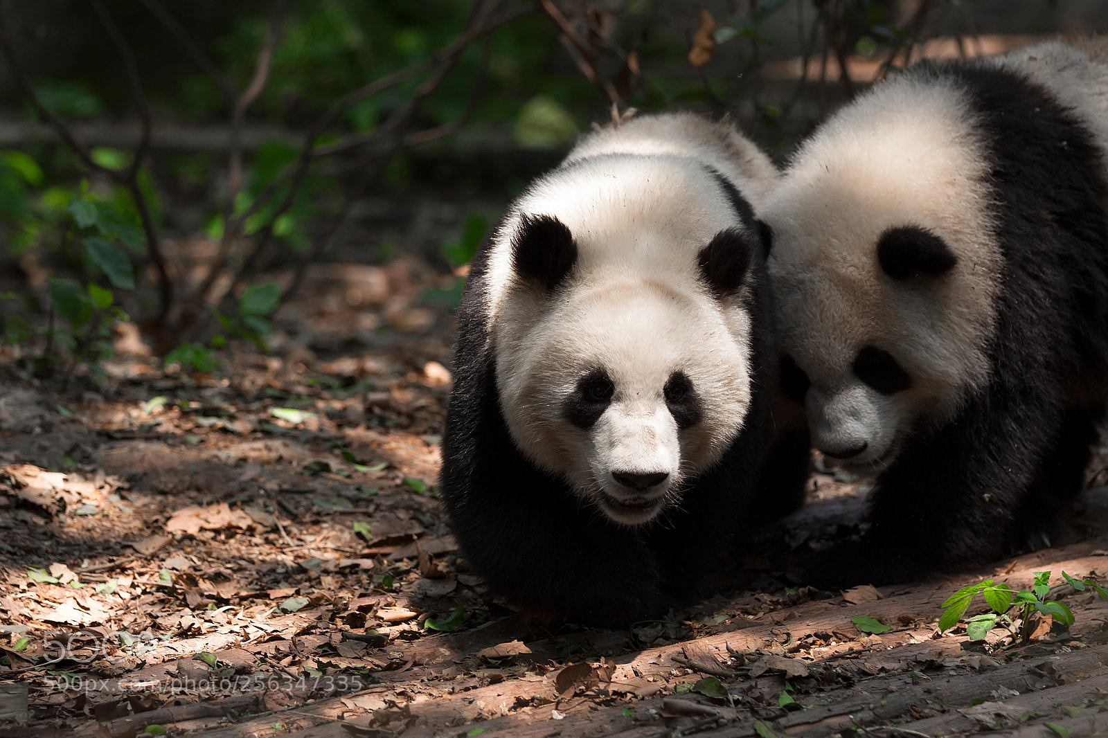 Canon EOS 50D sample photo. Panda photography