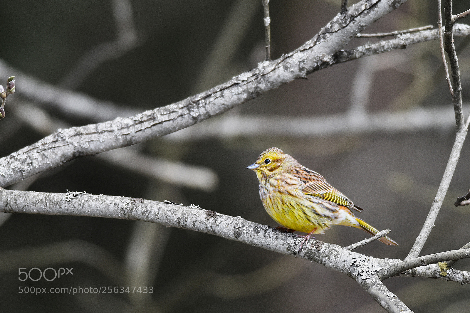 Nikon D750 sample photo. Yellowhammer photography