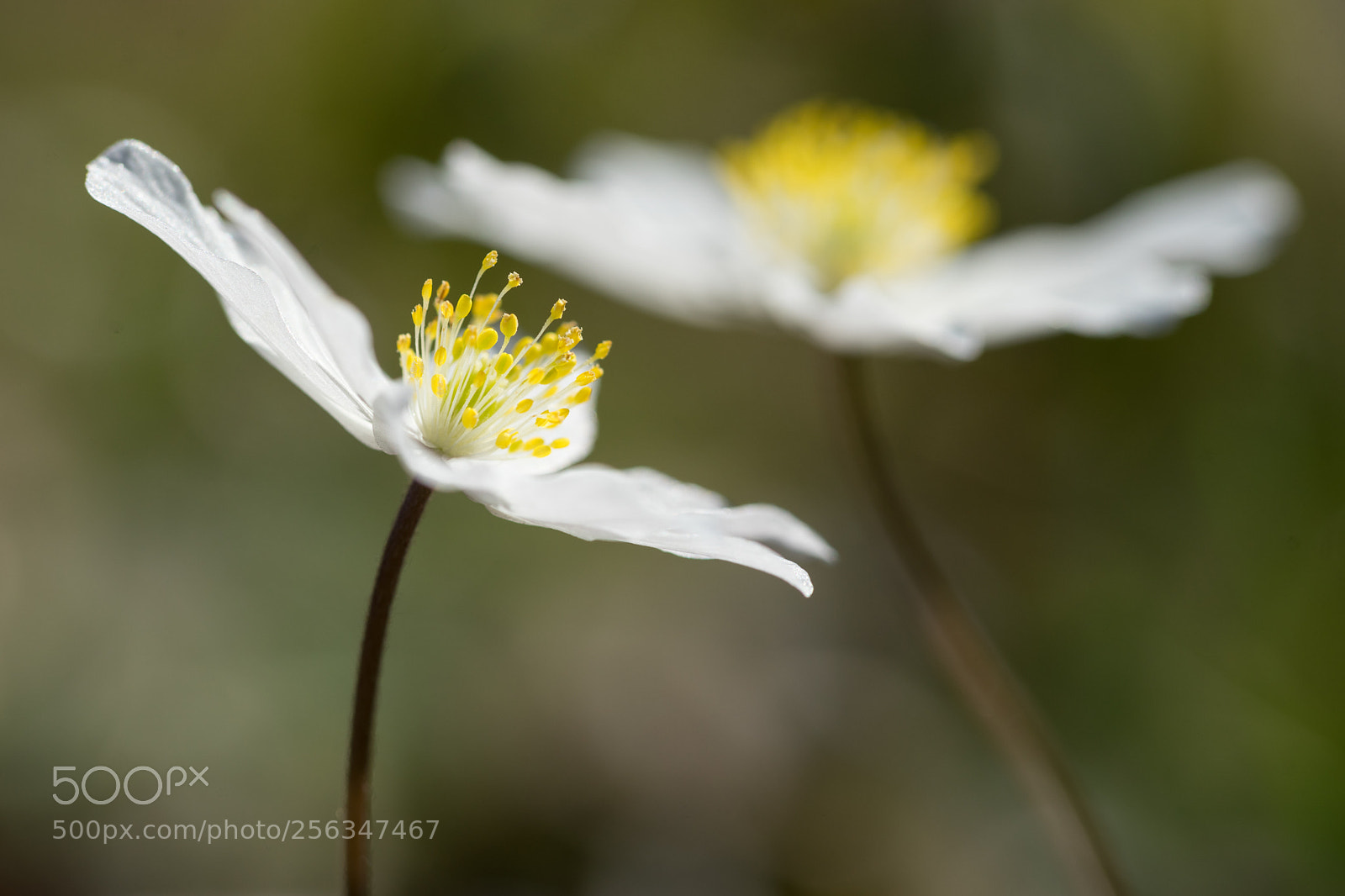 Sony a7 II sample photo. Wood anemone photography