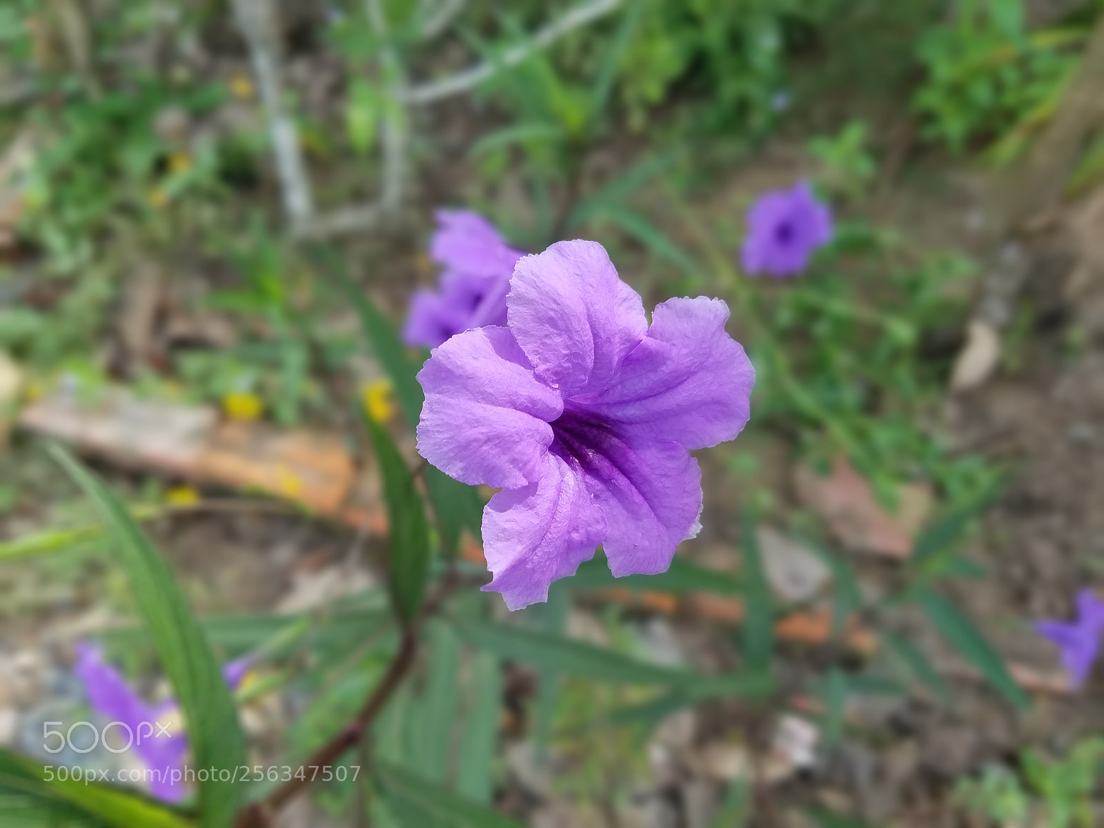 Samsung Galaxy S7 sample photo. Untitled photography