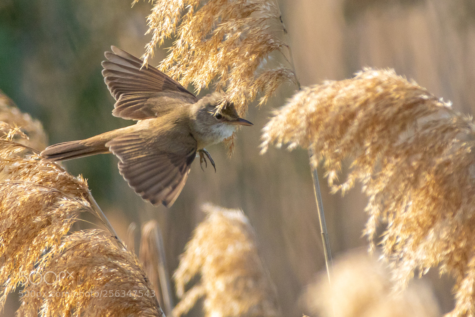 Canon EOS 7D Mark II sample photo. Great reed warbler photography