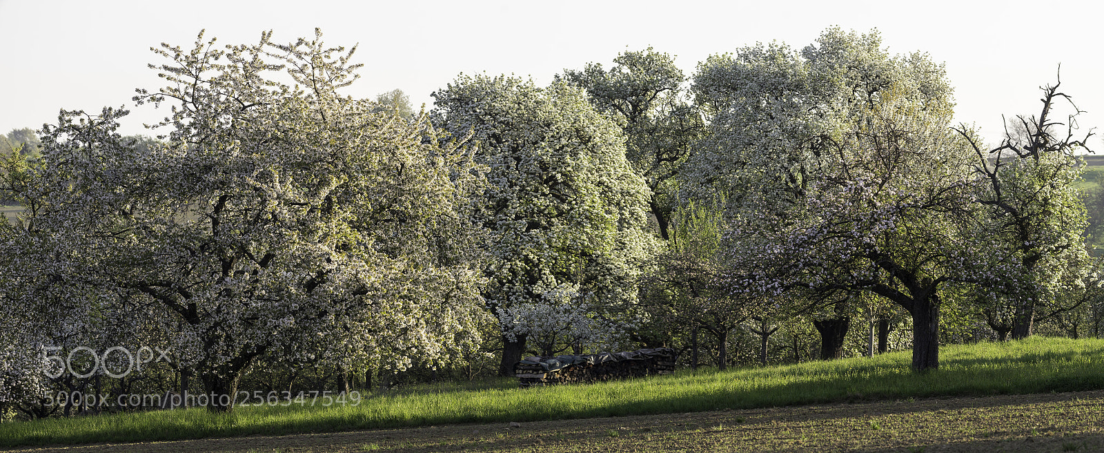 Sony a7 II sample photo. Spring! photography