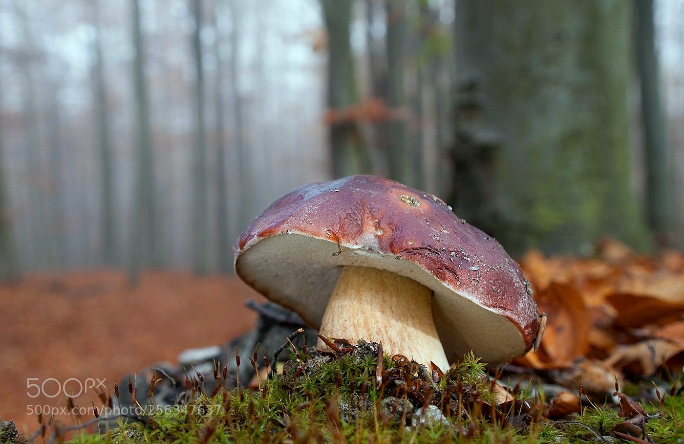 Olympus E-3 sample photo. Boletus pinophilus pinewood king photography