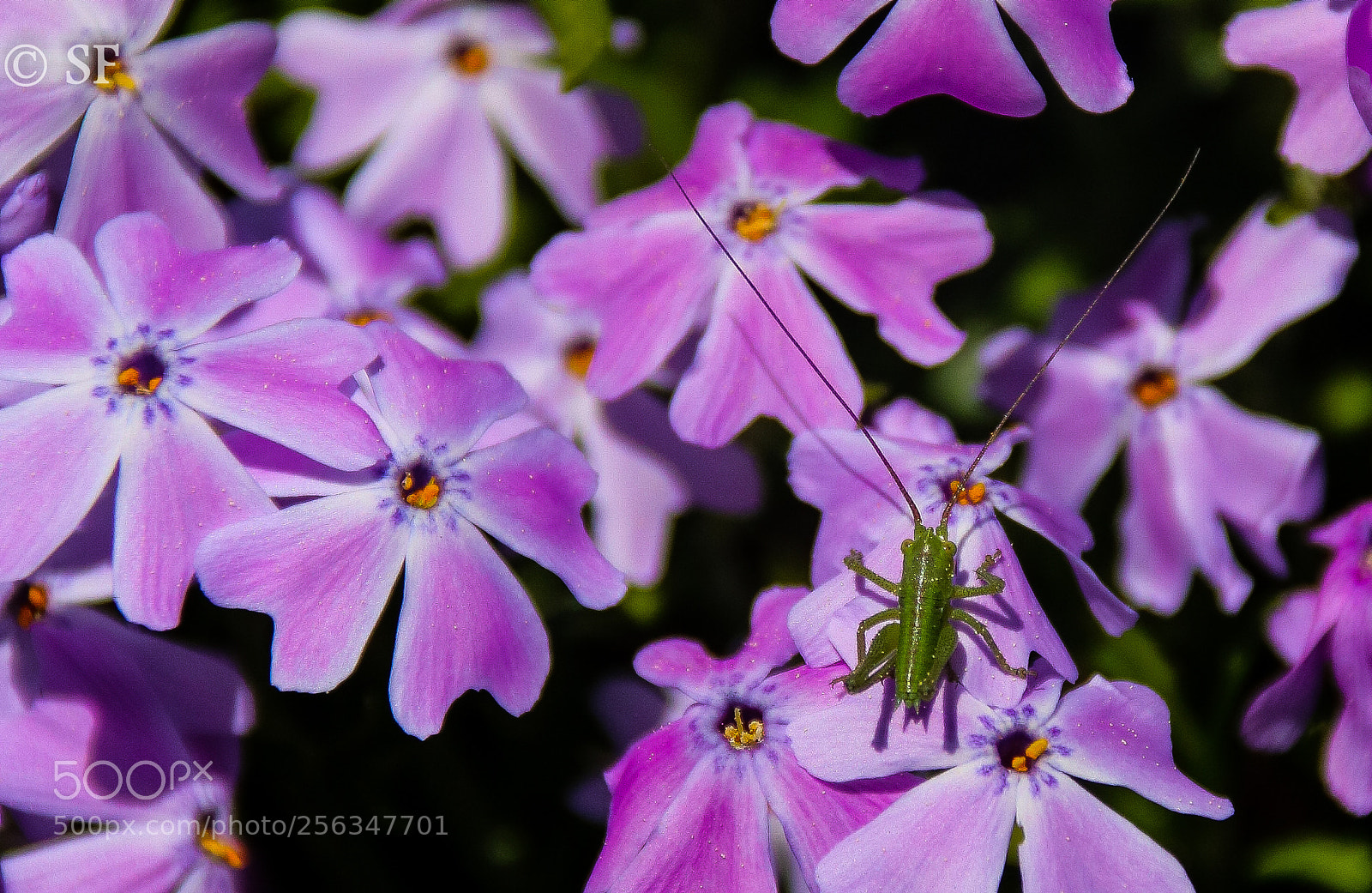 Canon EOS 750D (EOS Rebel T6i / EOS Kiss X8i) sample photo. Phlox stolonifera and guest photography