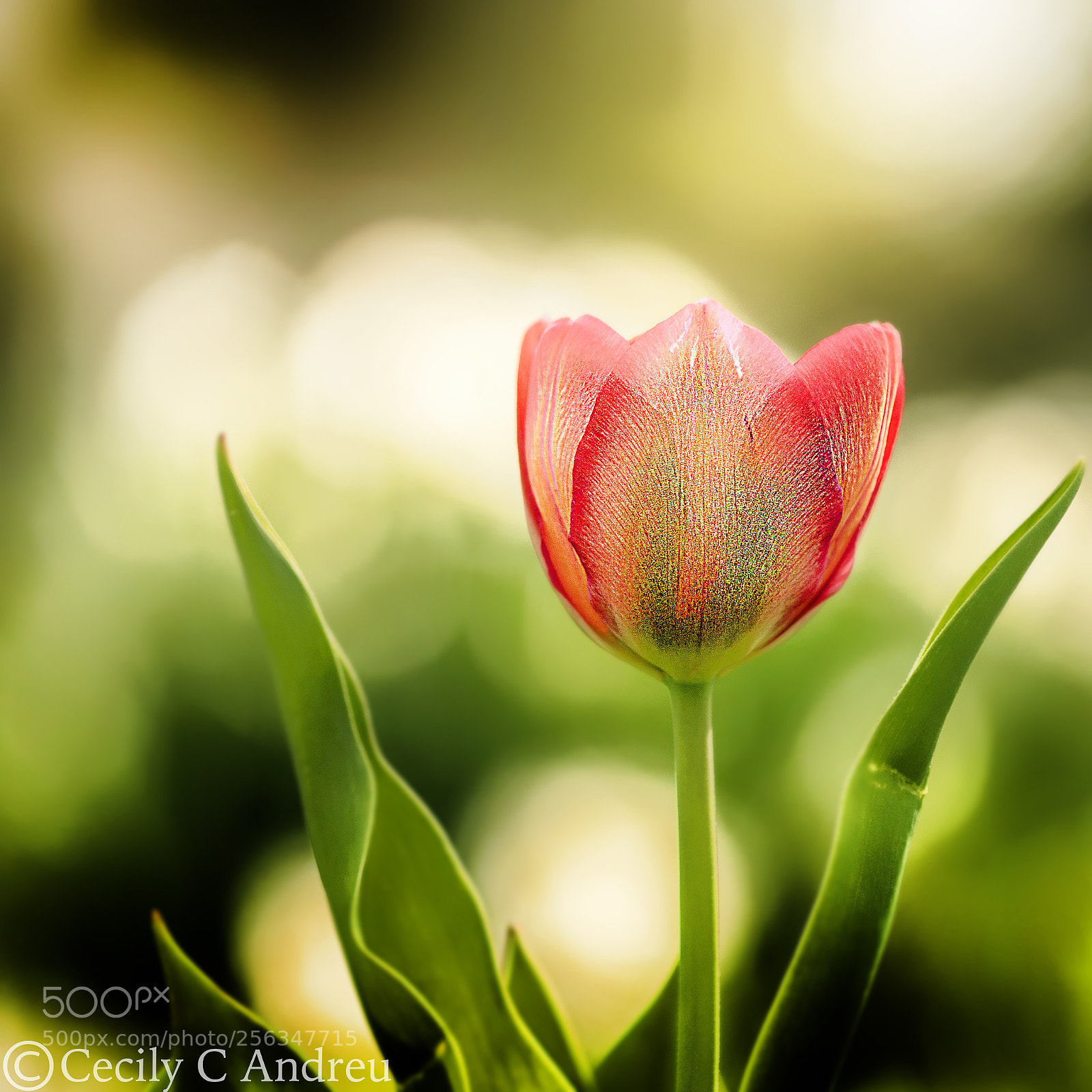 Canon EOS 40D sample photo. Vivacity photography