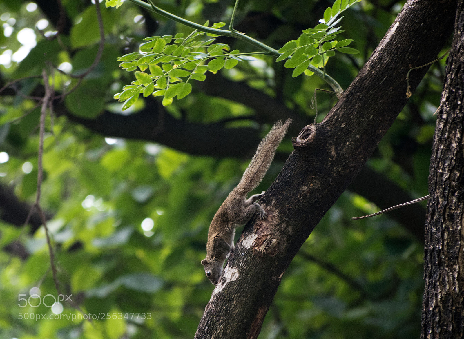 Nikon D5500 sample photo. Squirrel photography