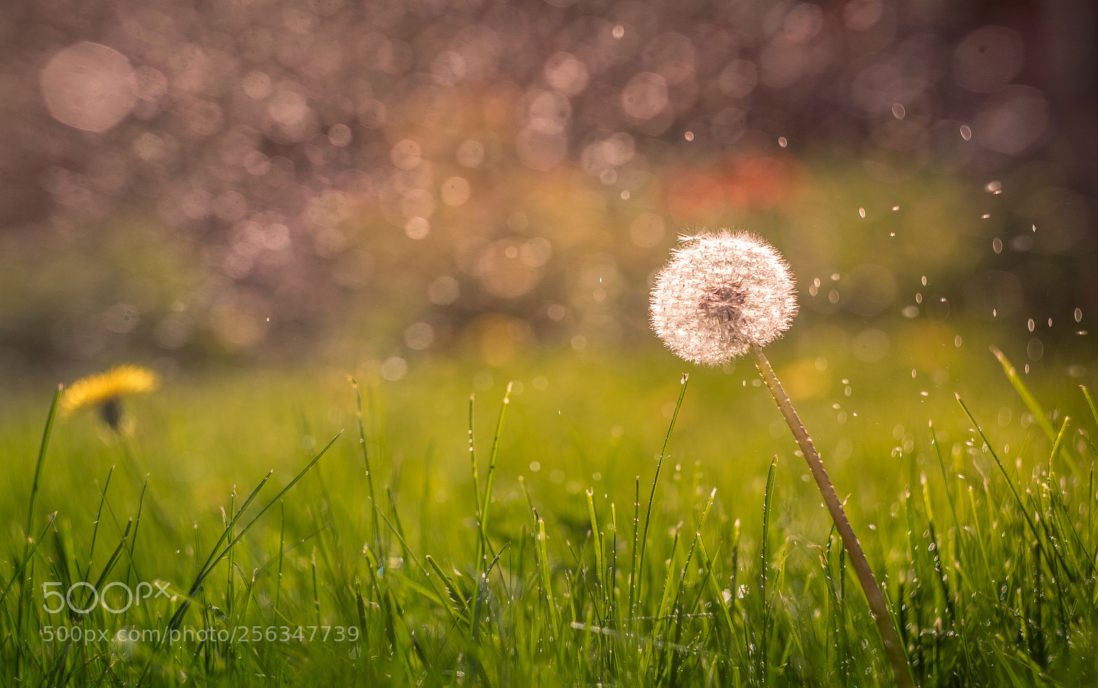Nikon D3300 sample photo. Beautiful dandelion and water photography