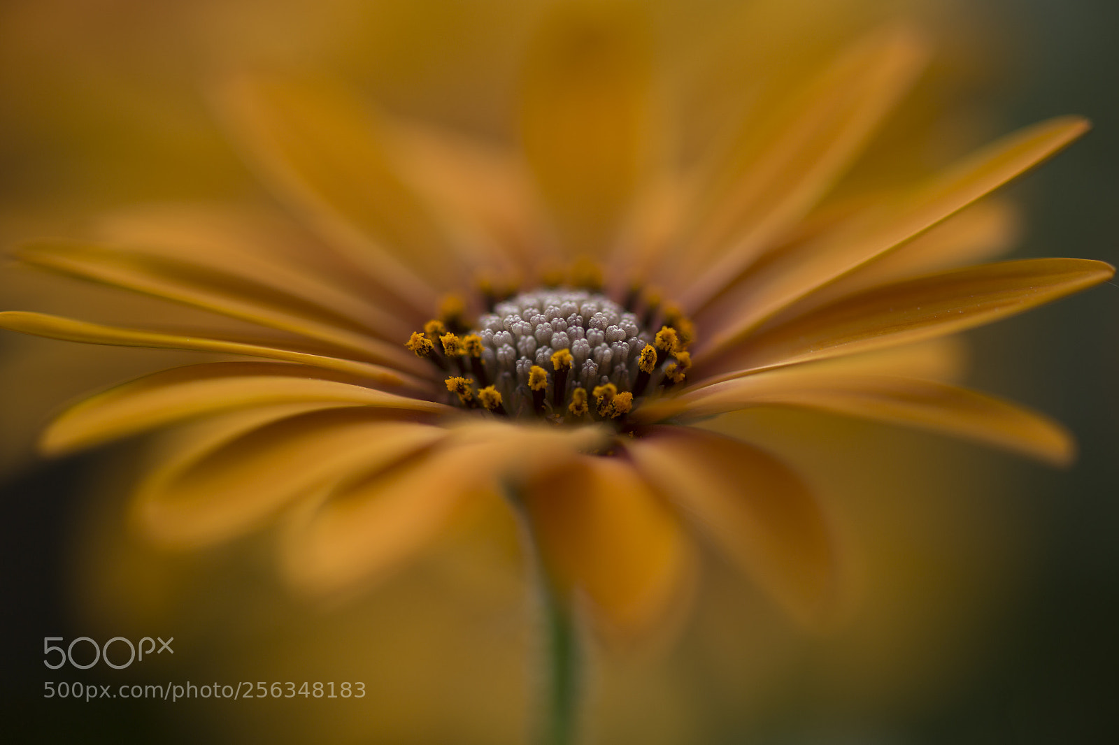 Canon EOS 6D sample photo. Flower photography