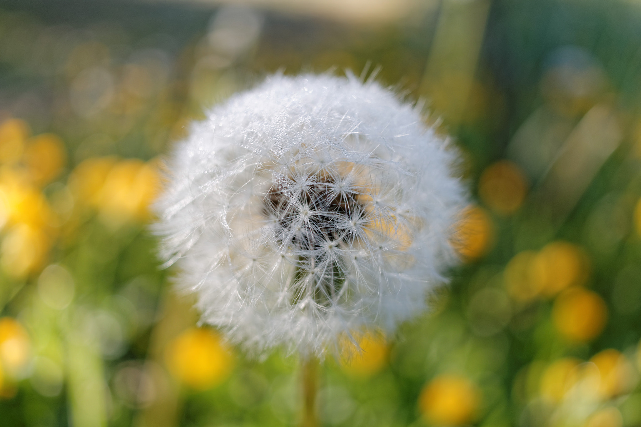 Canon EF-S 24mm F2.8 STM sample photo. Semeuse photography