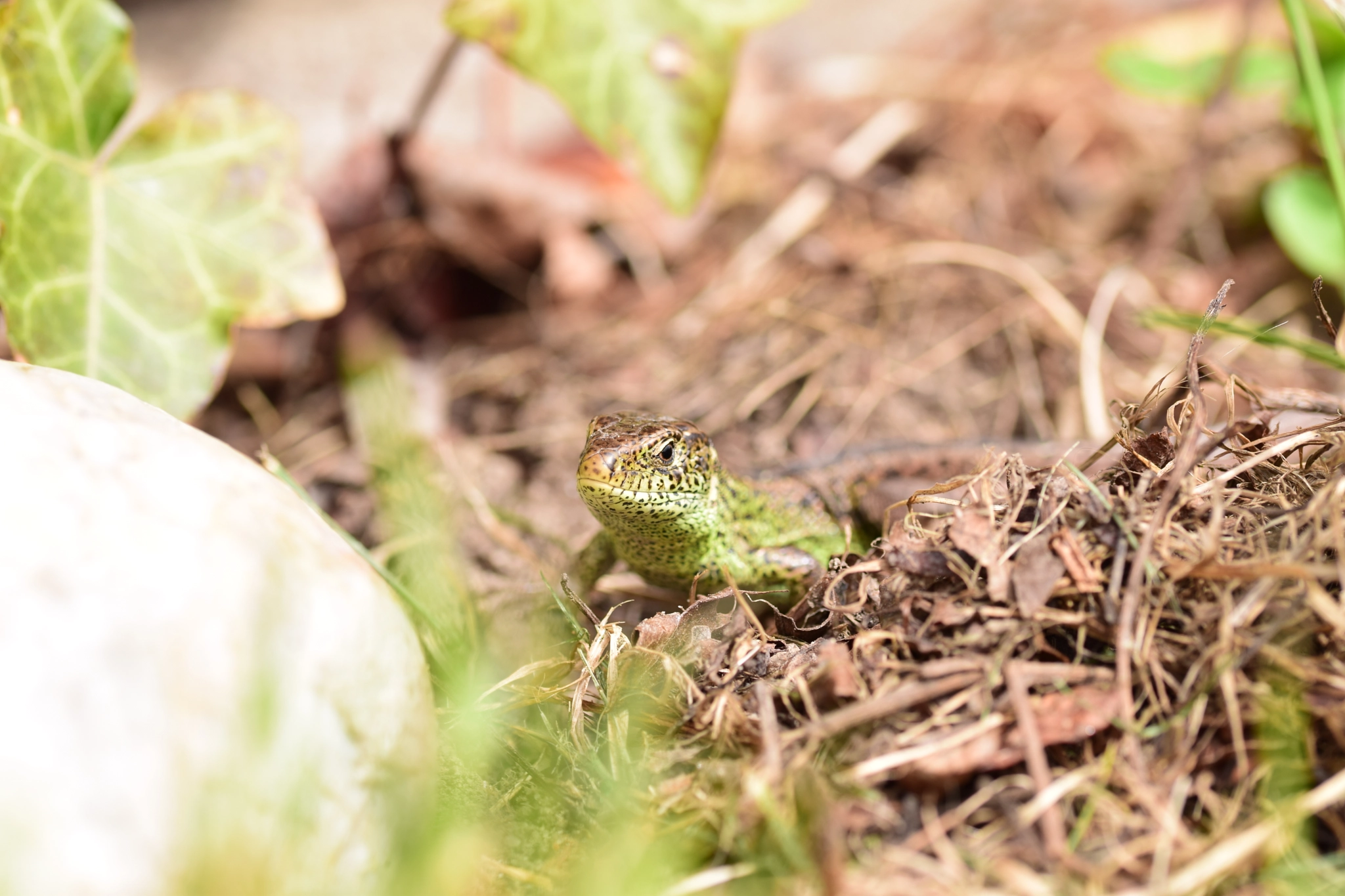 Sigma 105mm F2.8 EX DG OS HSM sample photo. Zauneidechse photography