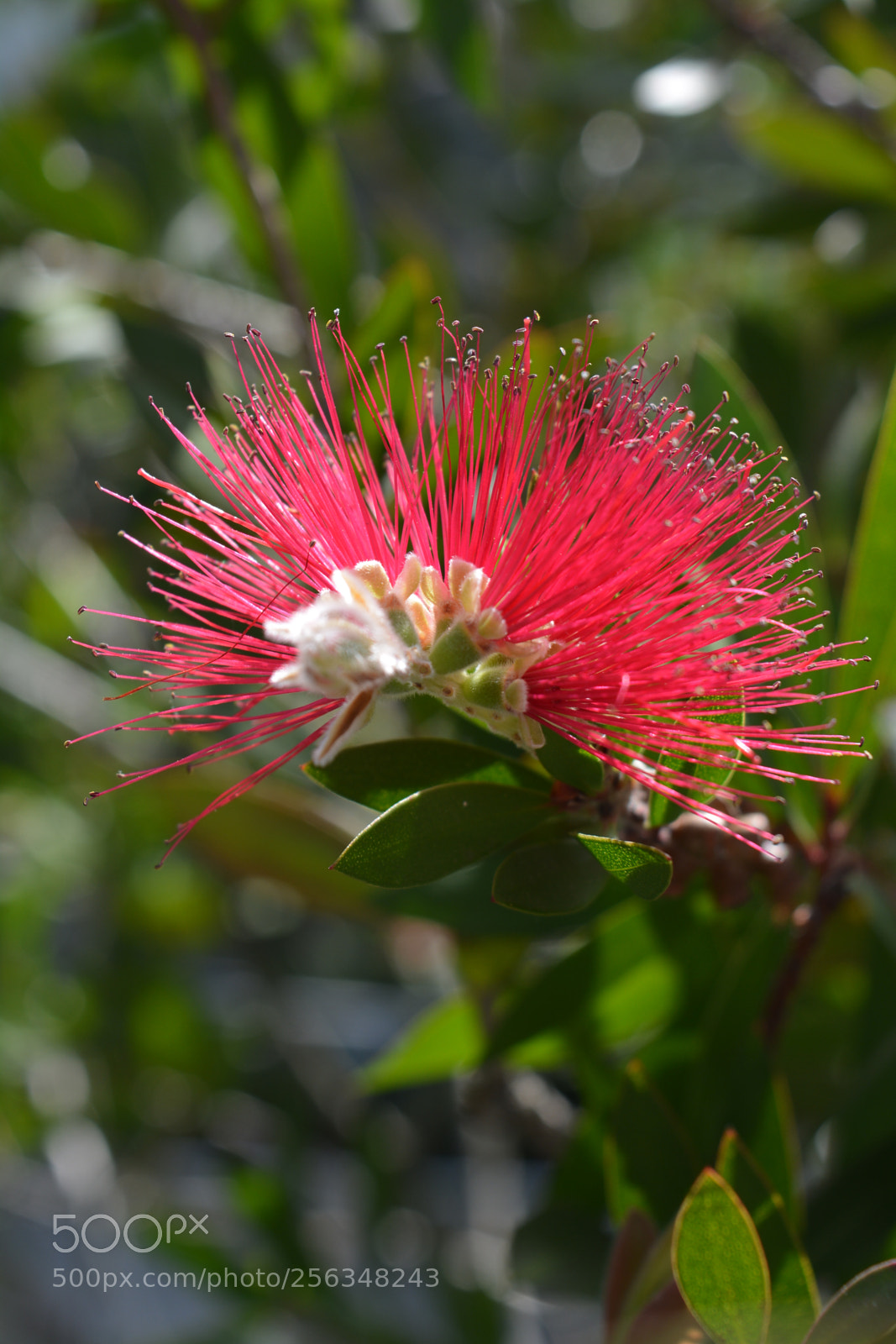 Nikon D5200 sample photo. Untitled photography