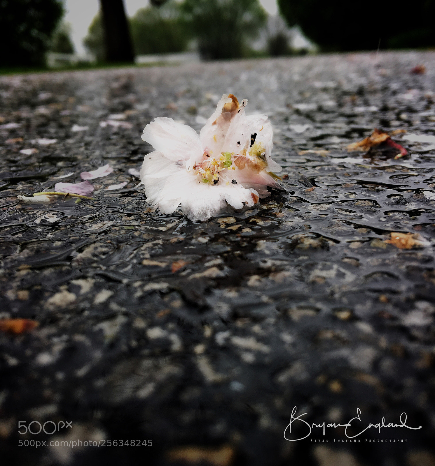 Apple iPhone 6s Plus sample photo. Spring showers photography
