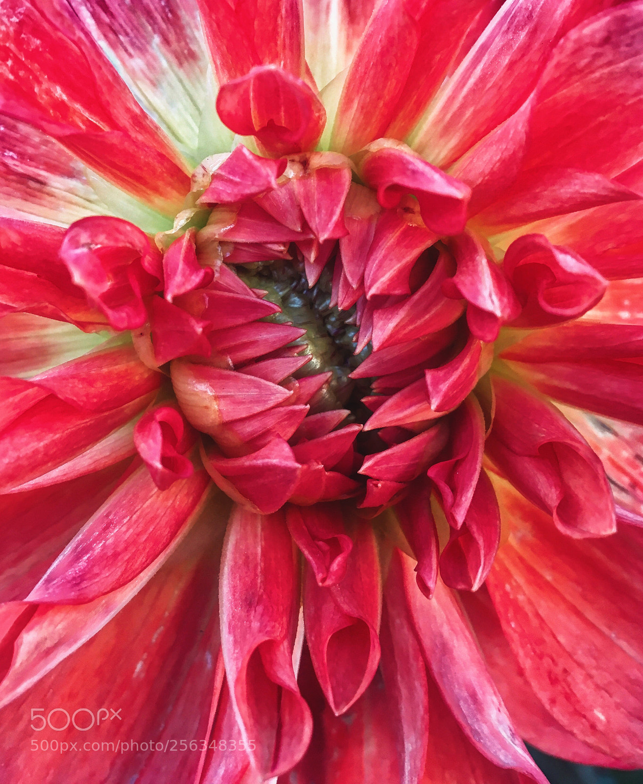 Apple iPhone 6s sample photo. In the granny's backyard photography