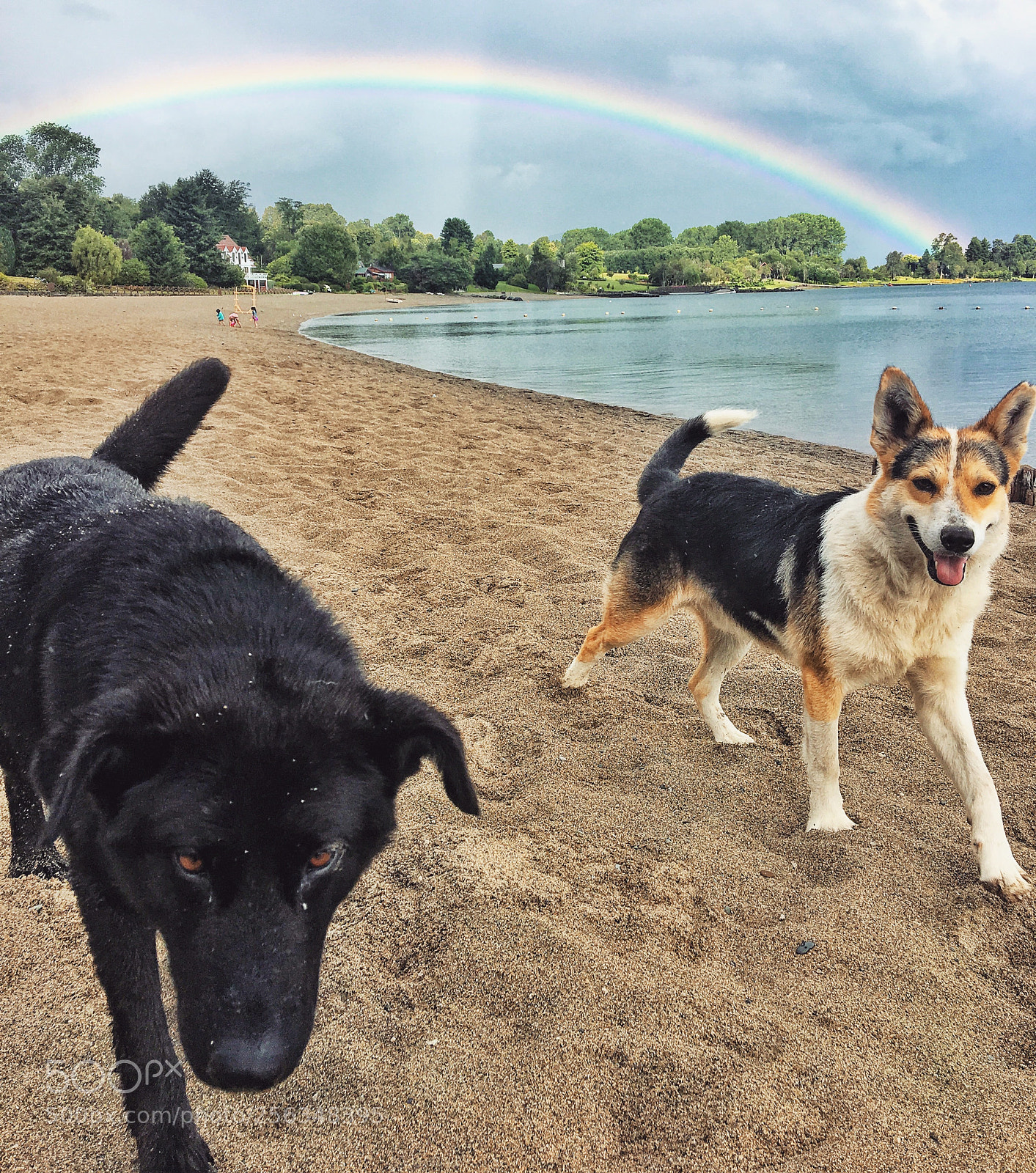 Apple iPhone 6s sample photo. Dogs on the beach photography