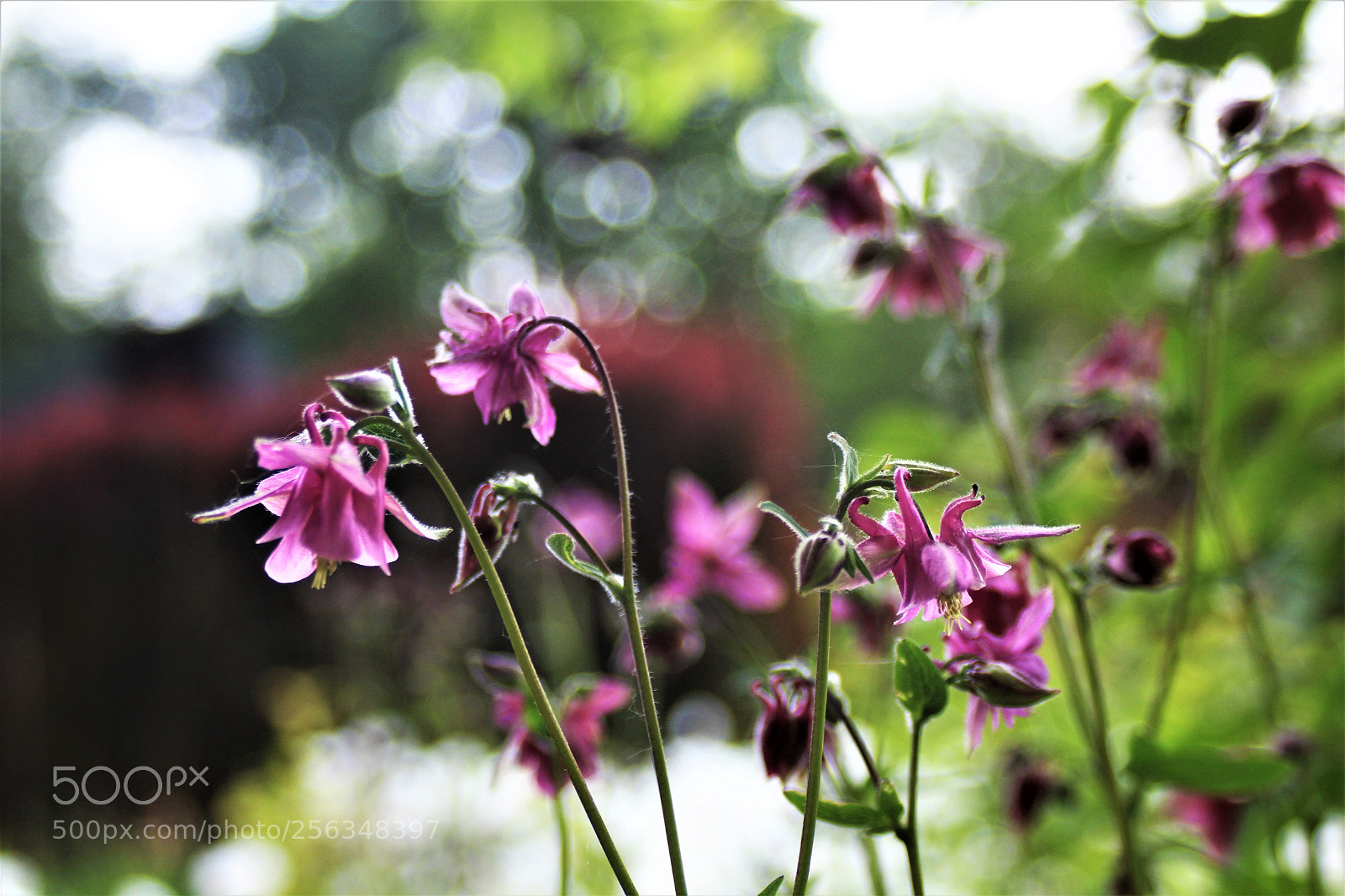 Canon EOS 1200D (EOS Rebel T5 / EOS Kiss X70 / EOS Hi) sample photo. Spring symphony photography