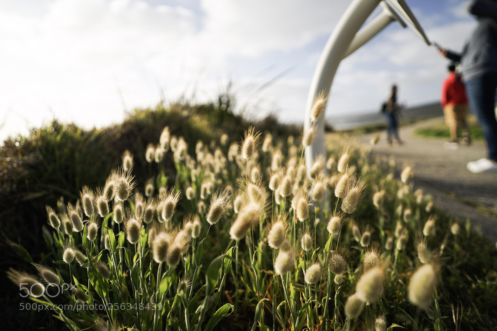 Sony a7 II sample photo. Untitled photography