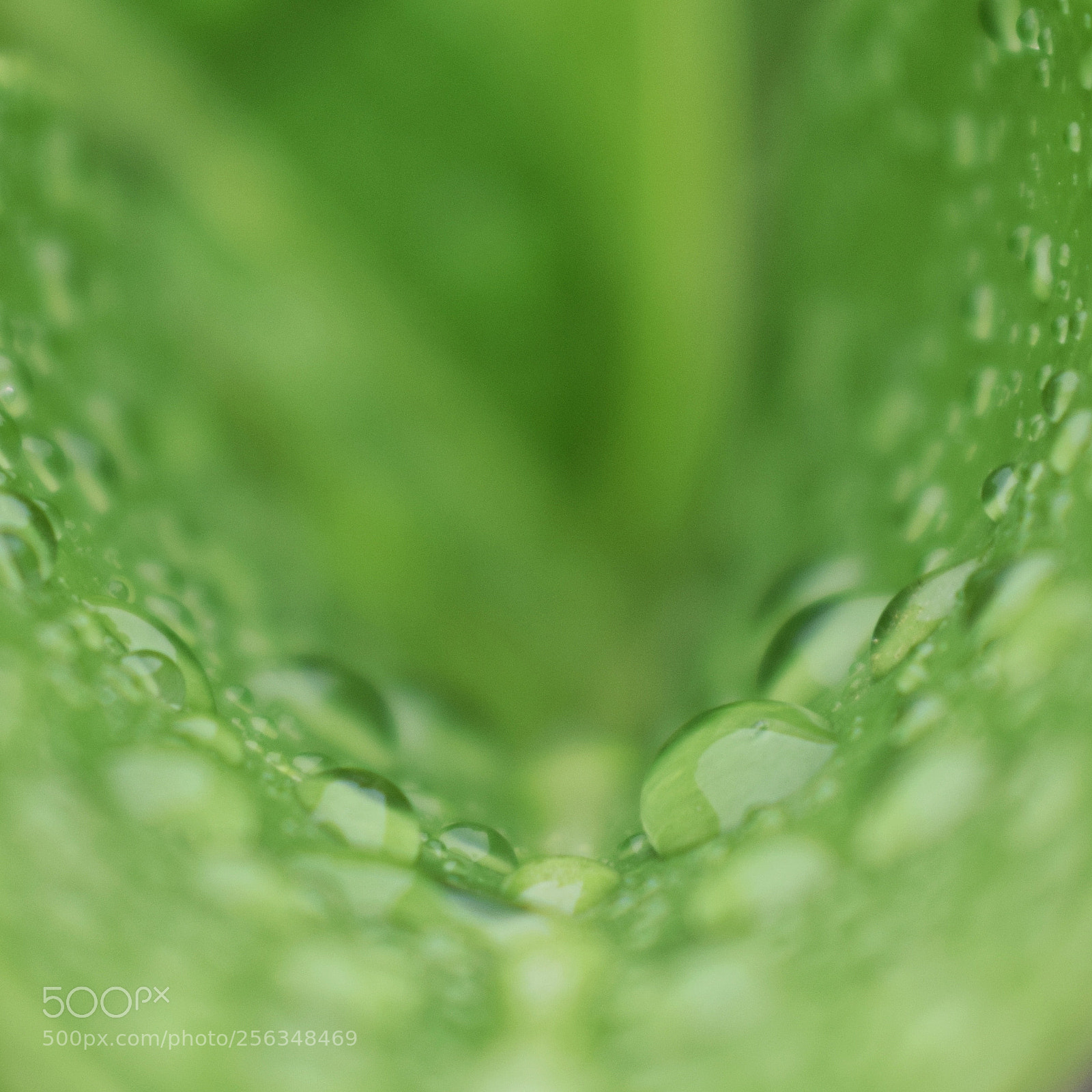 Nikon D5300 sample photo. Water droplet photography