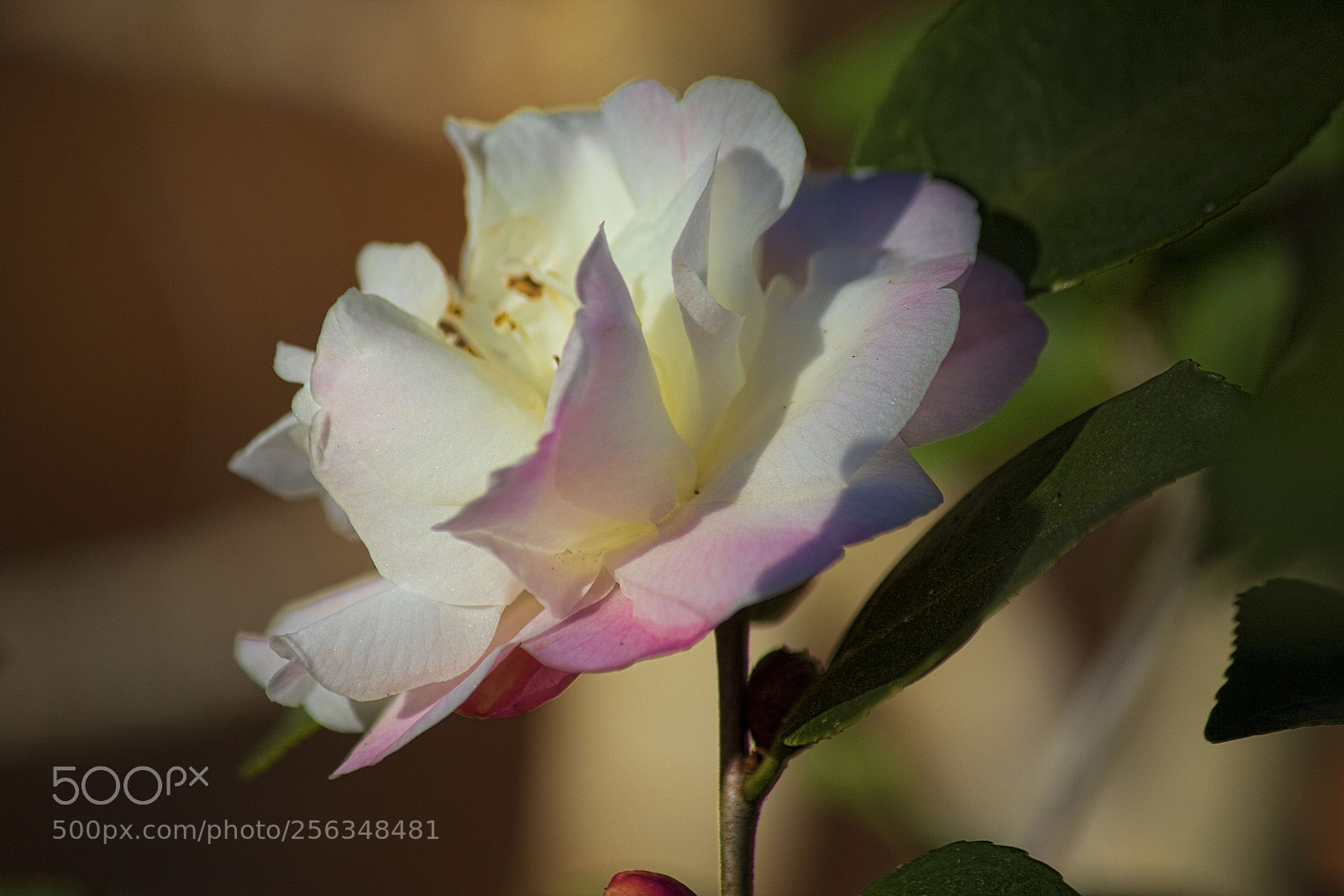 Canon EOS 600D (Rebel EOS T3i / EOS Kiss X5) sample photo. Img photography