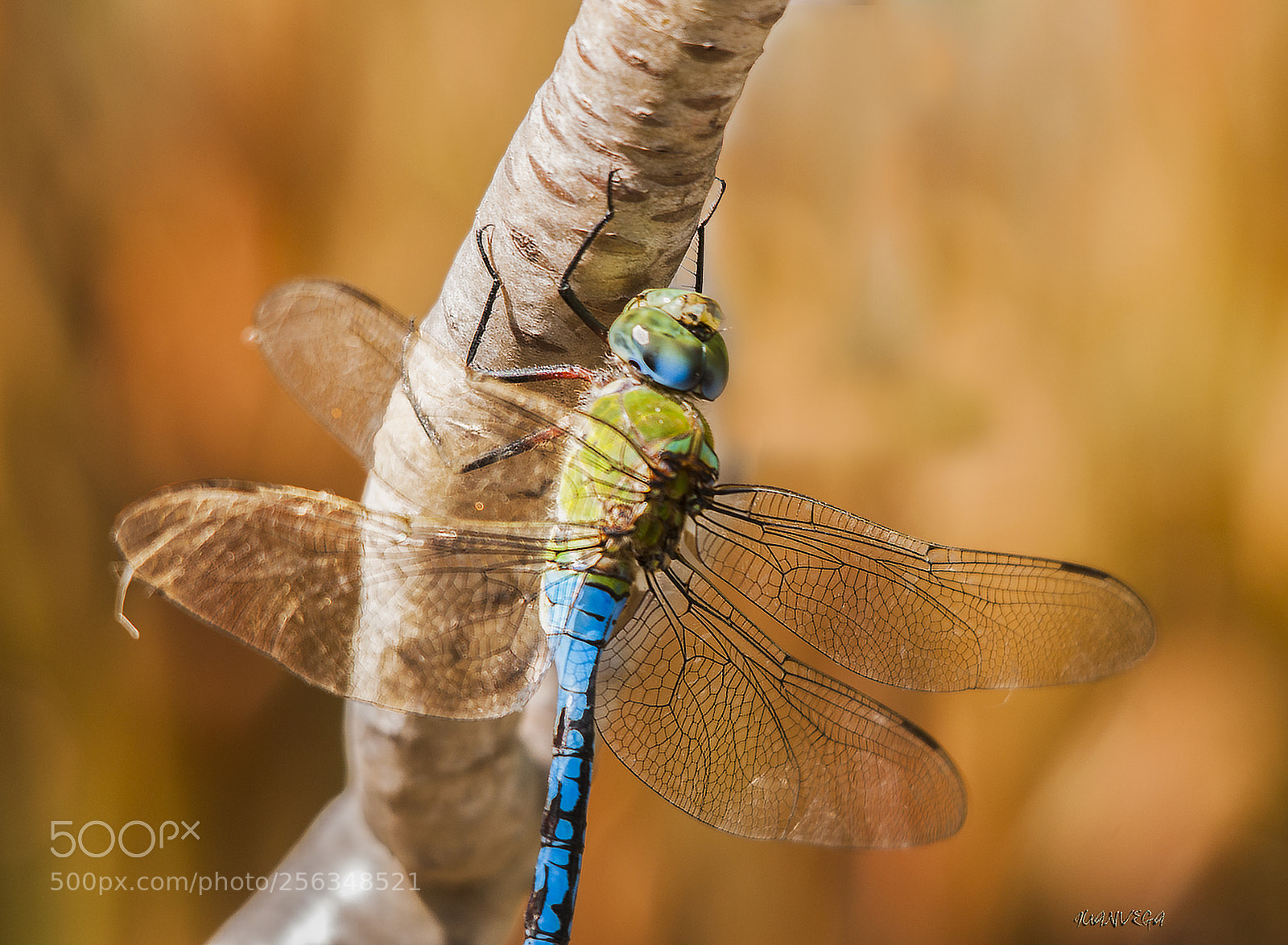 Nikon D90 sample photo. Macro photography
