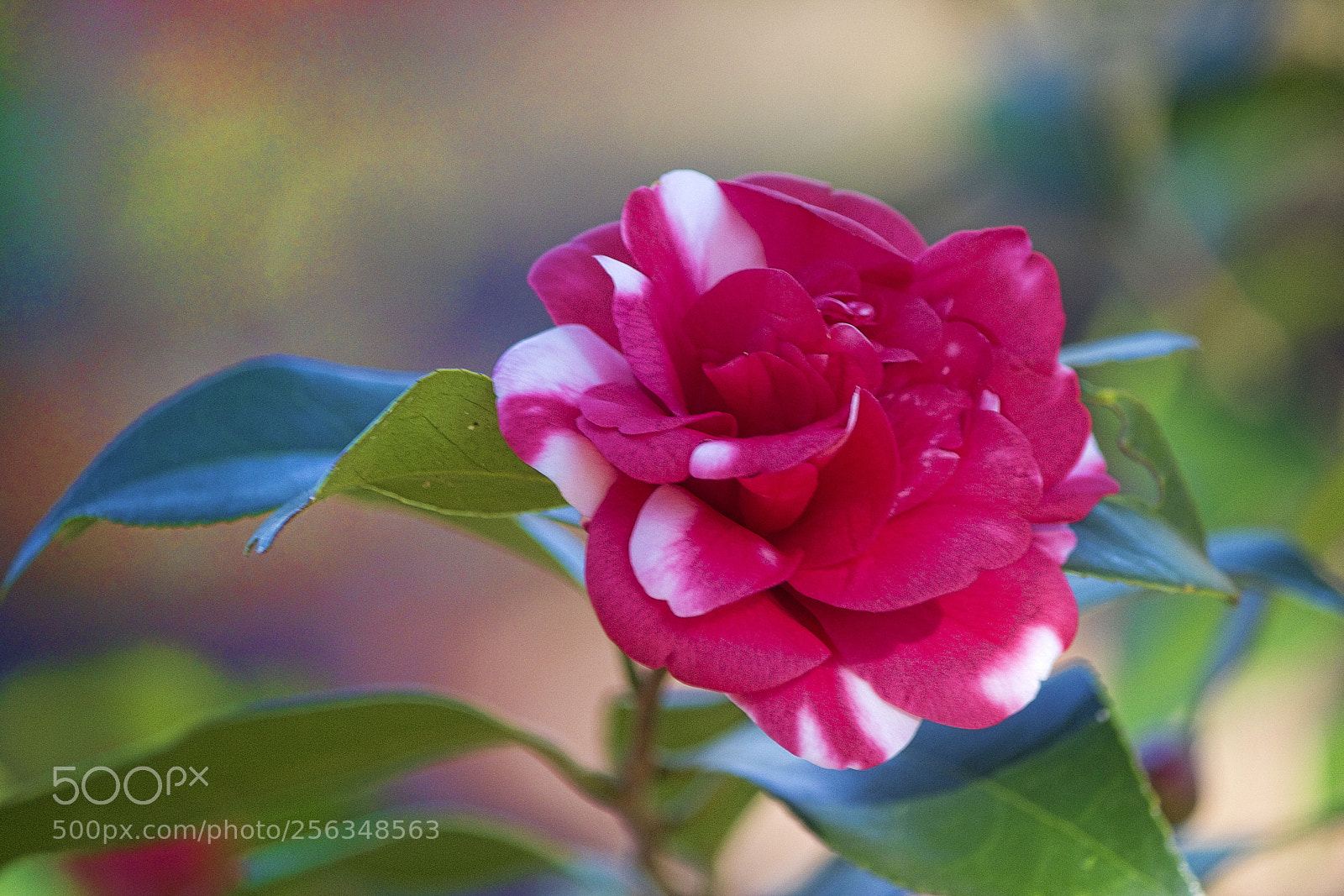 Canon EOS 600D (Rebel EOS T3i / EOS Kiss X5) sample photo. Img photography