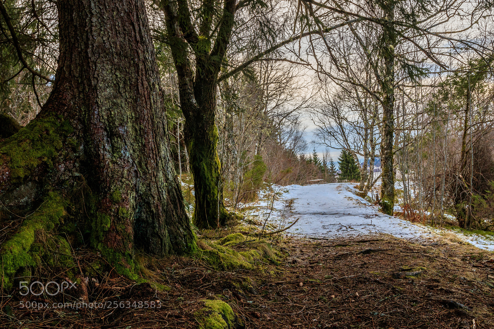 Canon EOS 80D sample photo. Forest scenery photography
