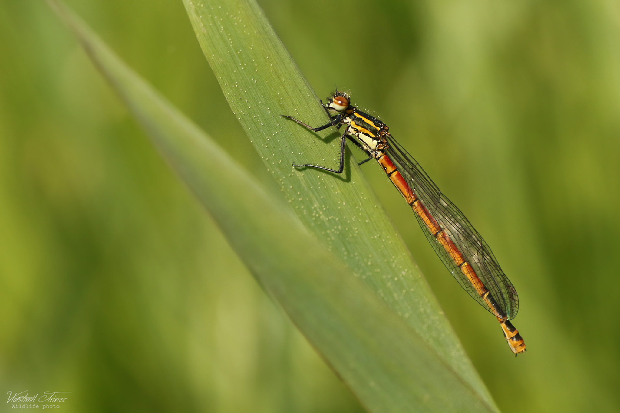 Canon EF 100mm F2.8L Macro IS USM sample photo. Pyrrhosoma nymphula photography
