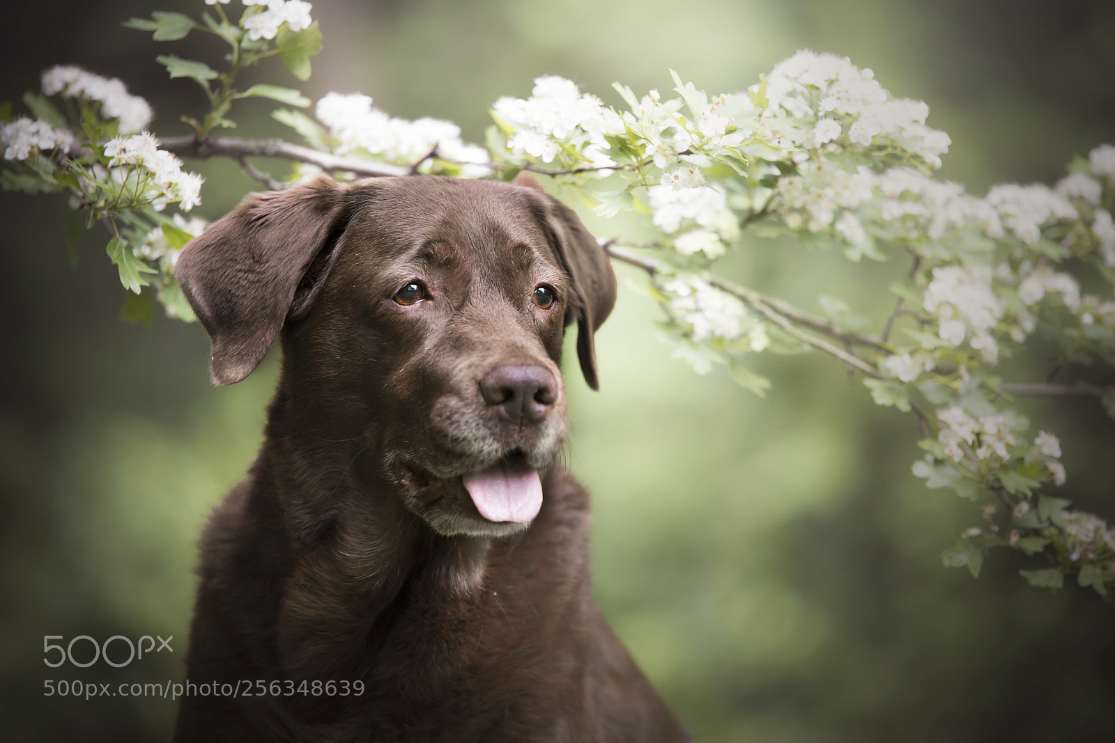 Nikon D750 sample photo. Kira <3 <3 photography