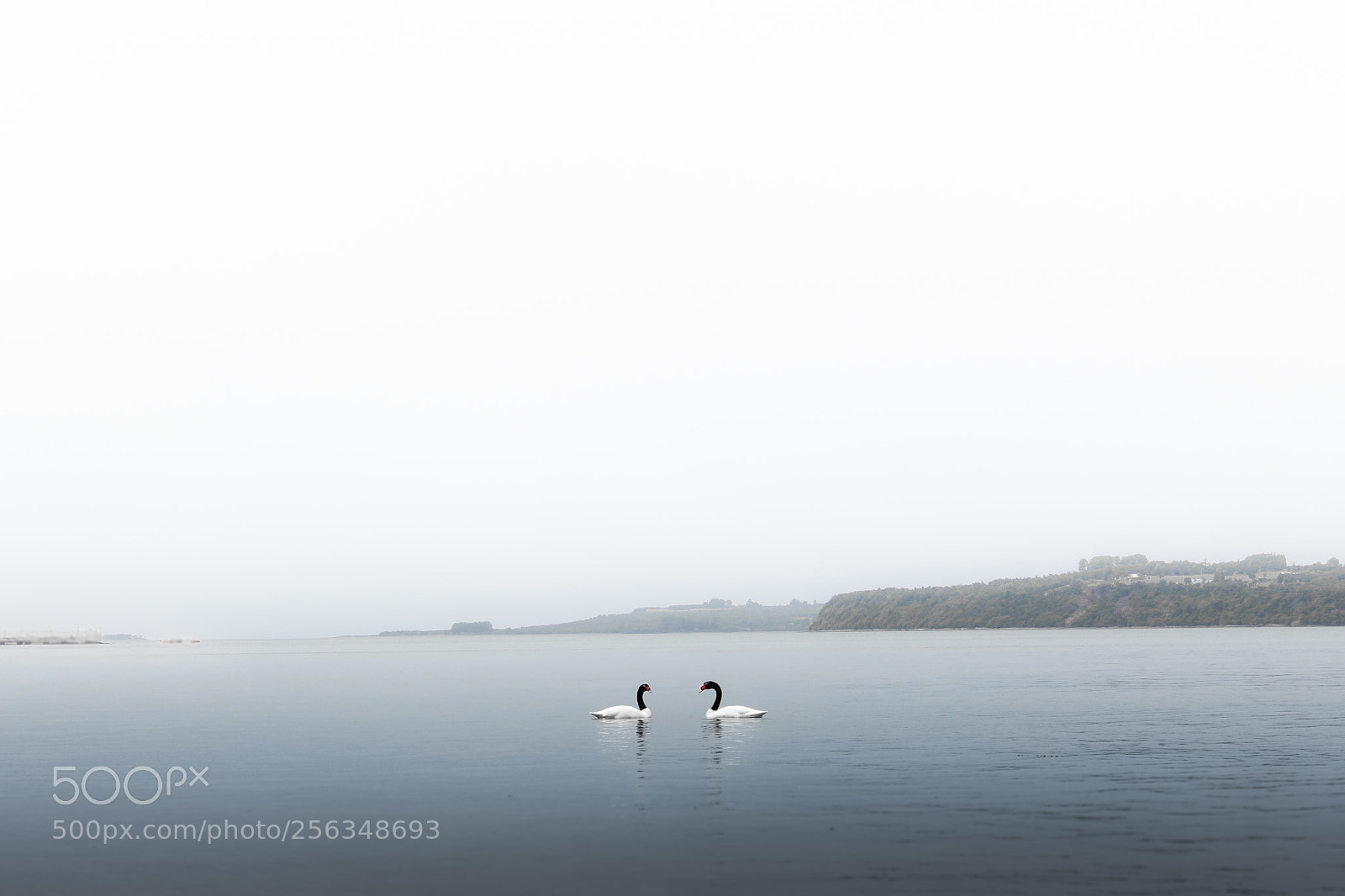 Canon EOS 1300D (EOS Rebel T6 / EOS Kiss X80) sample photo. Cisnes en chiloé photography