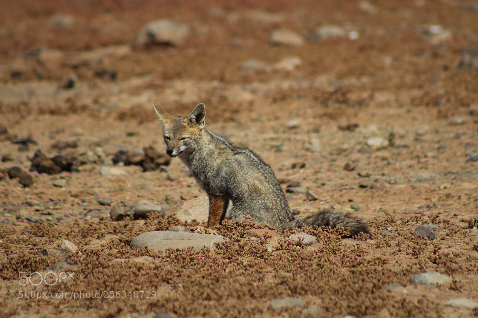 Canon EF 75-300mm f/4-5.6 sample photo. Chilean fox photography