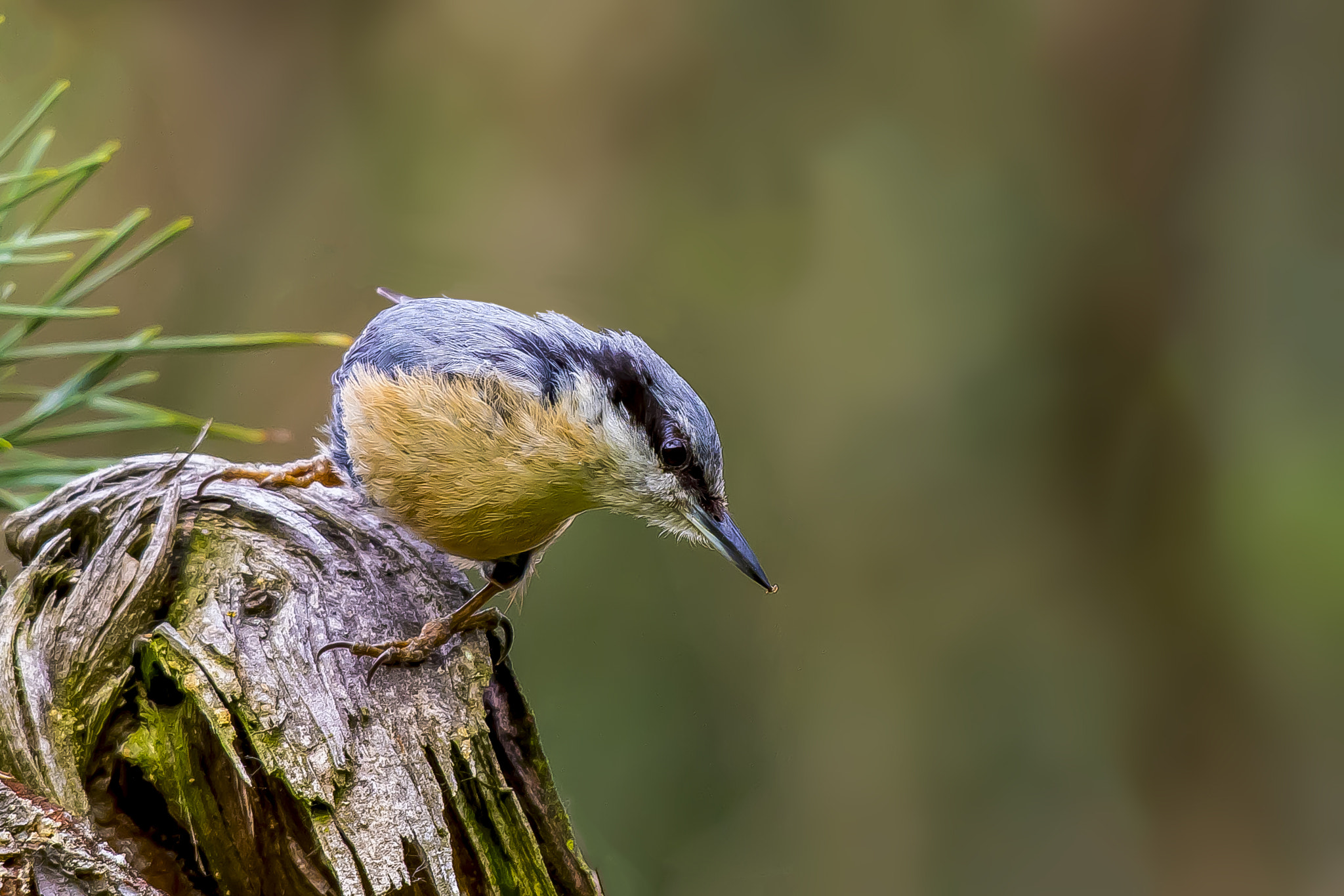 Pentax KP sample photo. Eurasian nuthatch photography