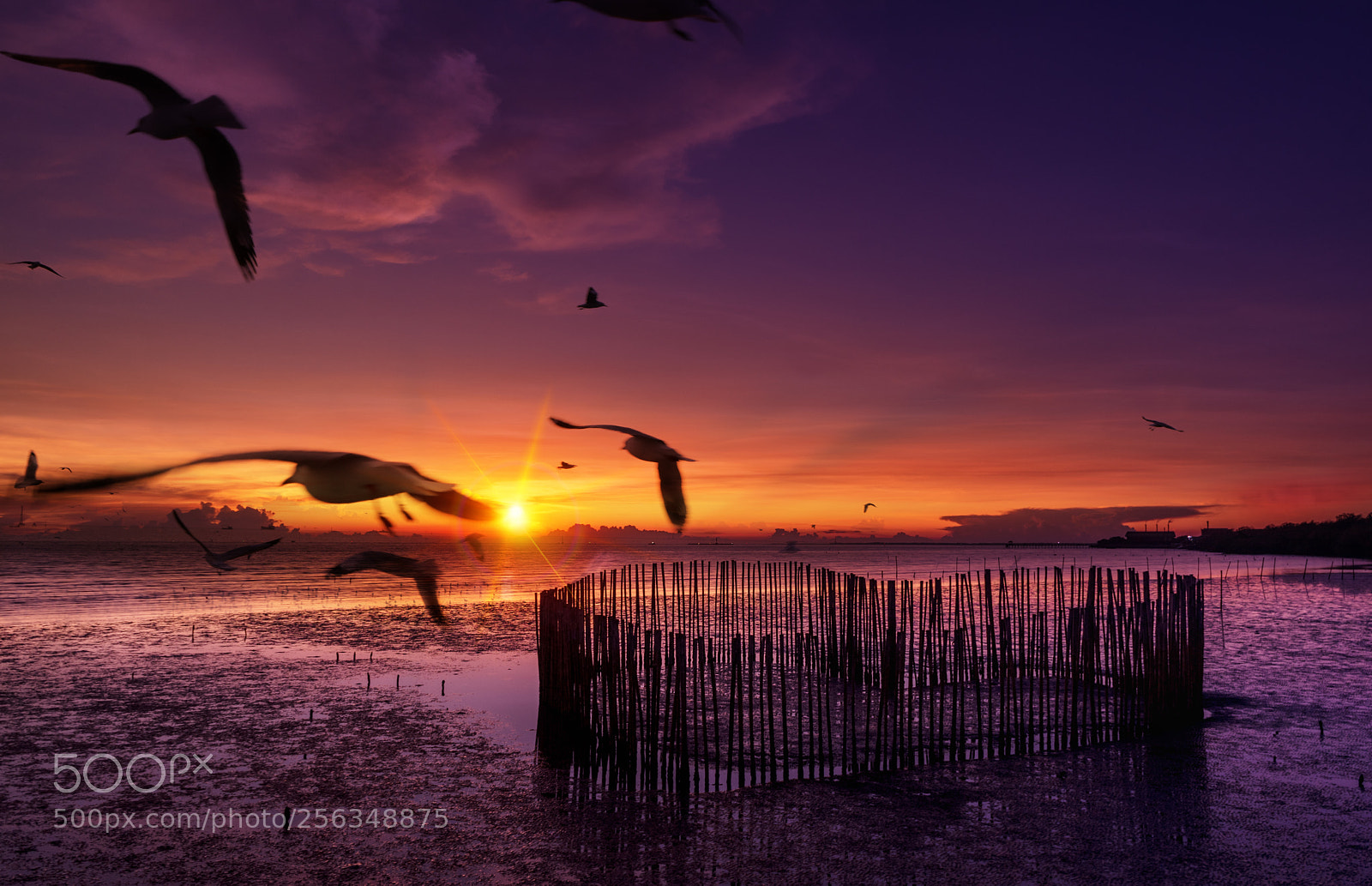 Sony a7 II sample photo. Seagulls flying over the photography