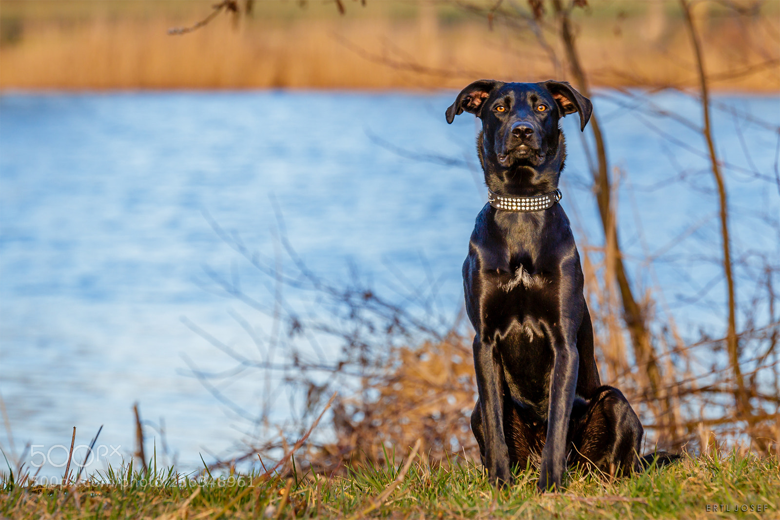 Canon EOS 70D sample photo. Dog photography