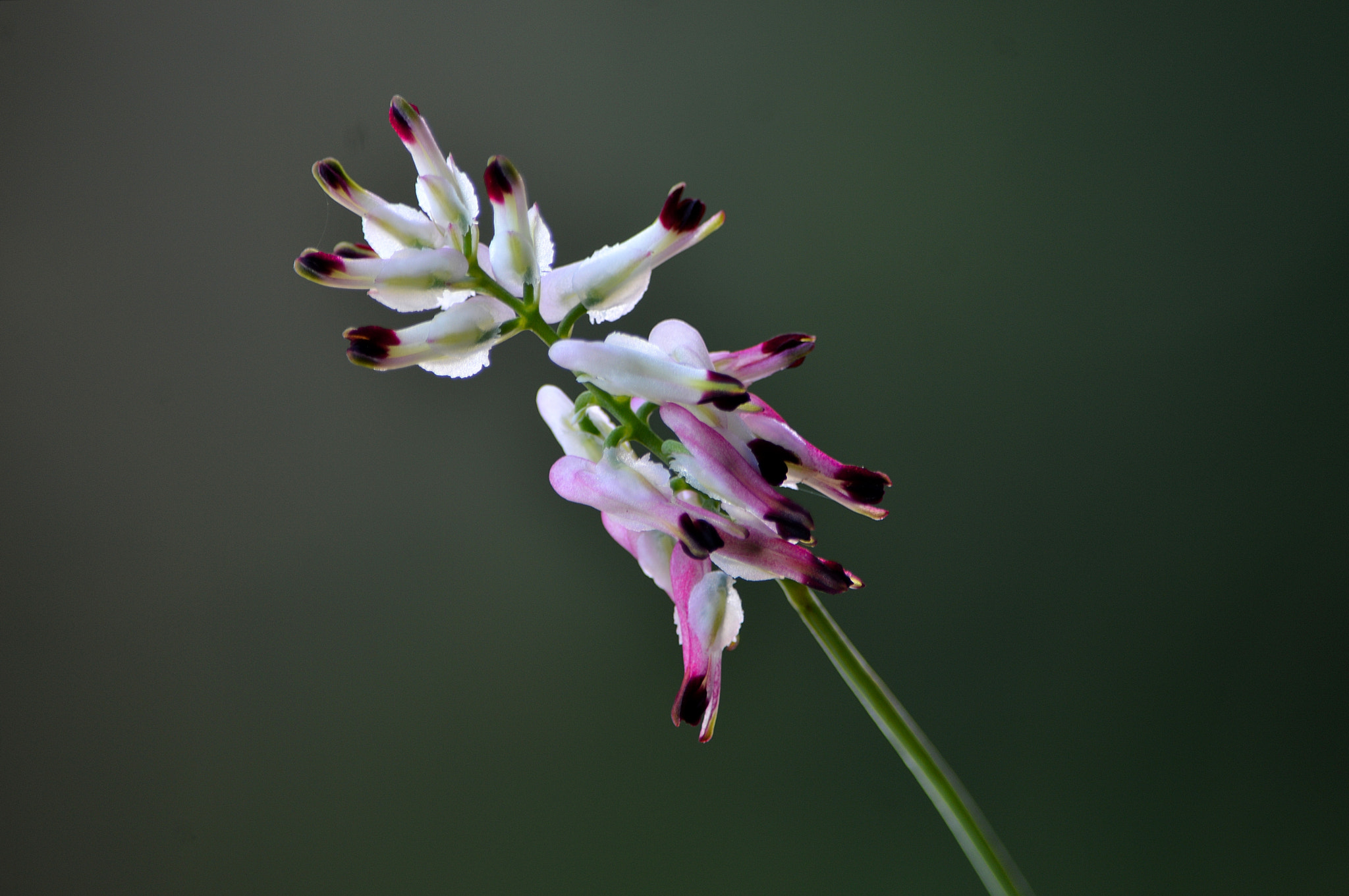Nikon D3200 sample photo. Wildflower photography