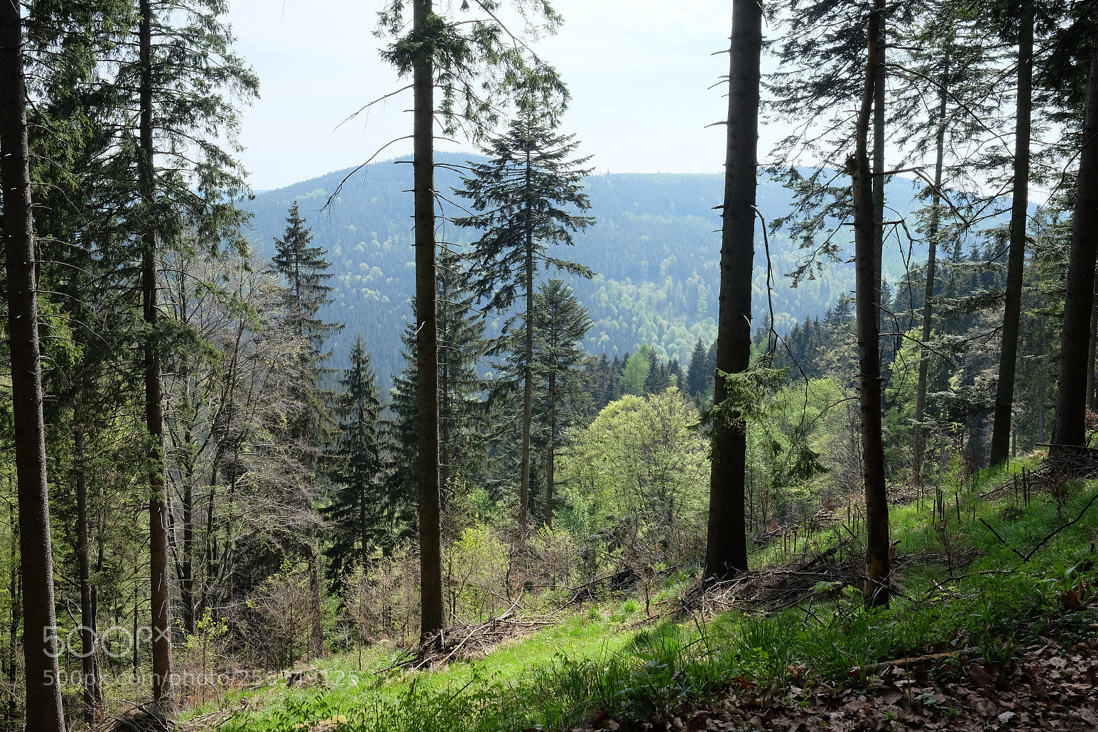 Fujifilm X-T1 sample photo. Spring forest photography