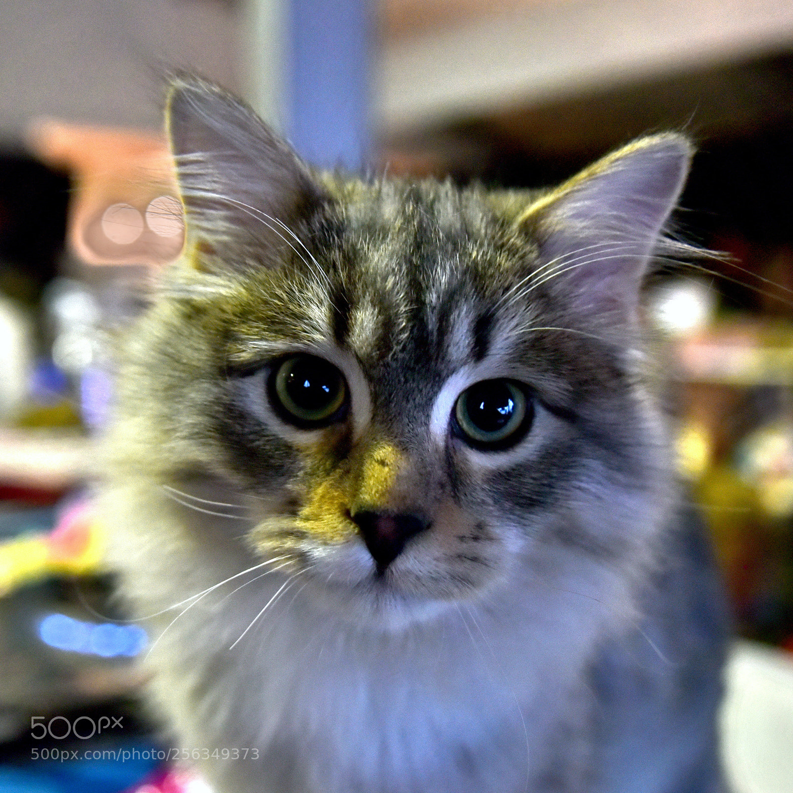 Nikon D750 sample photo. Eye to eye... photography