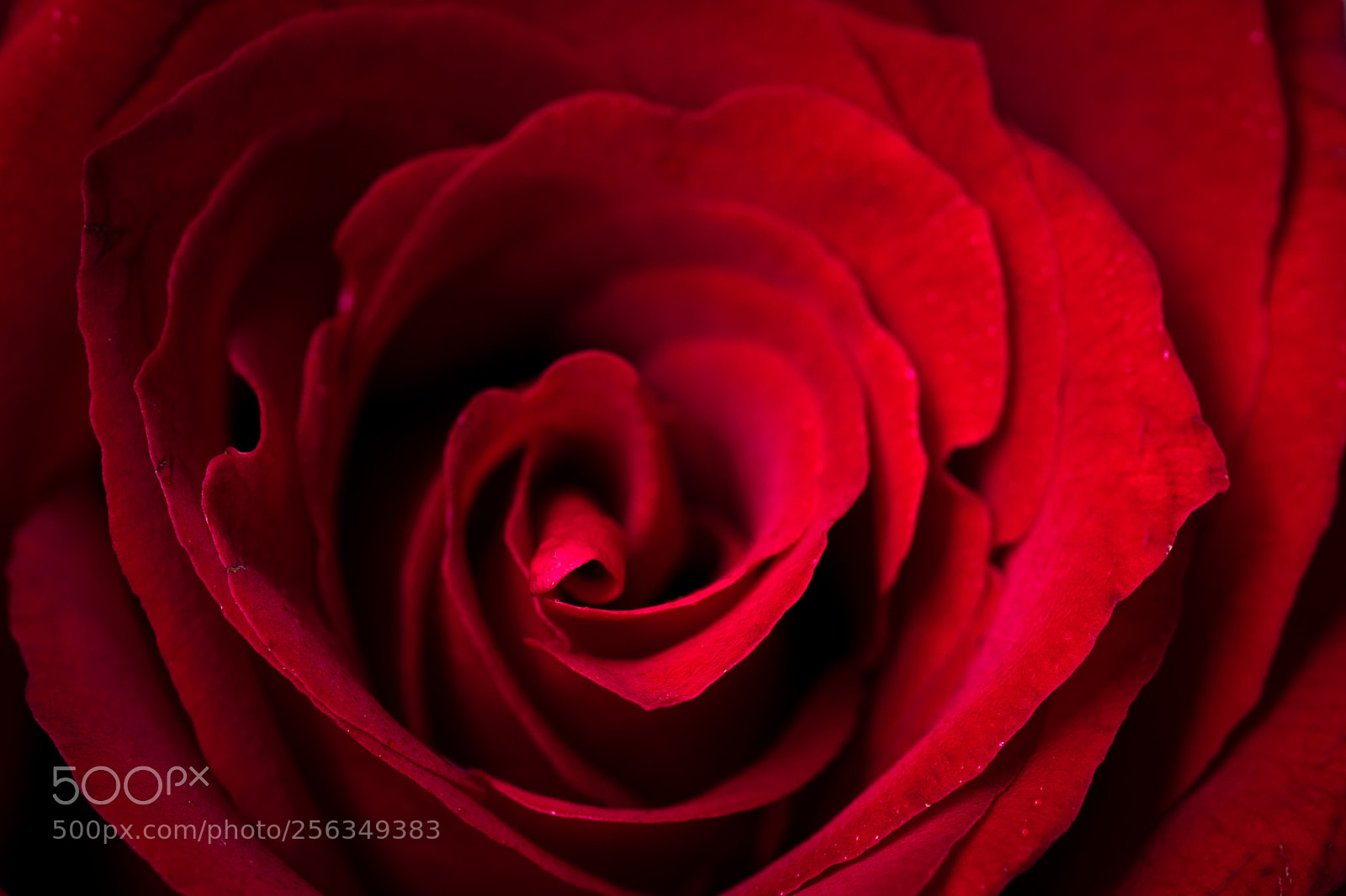 Sony a7 II sample photo. Macro shot of a photography