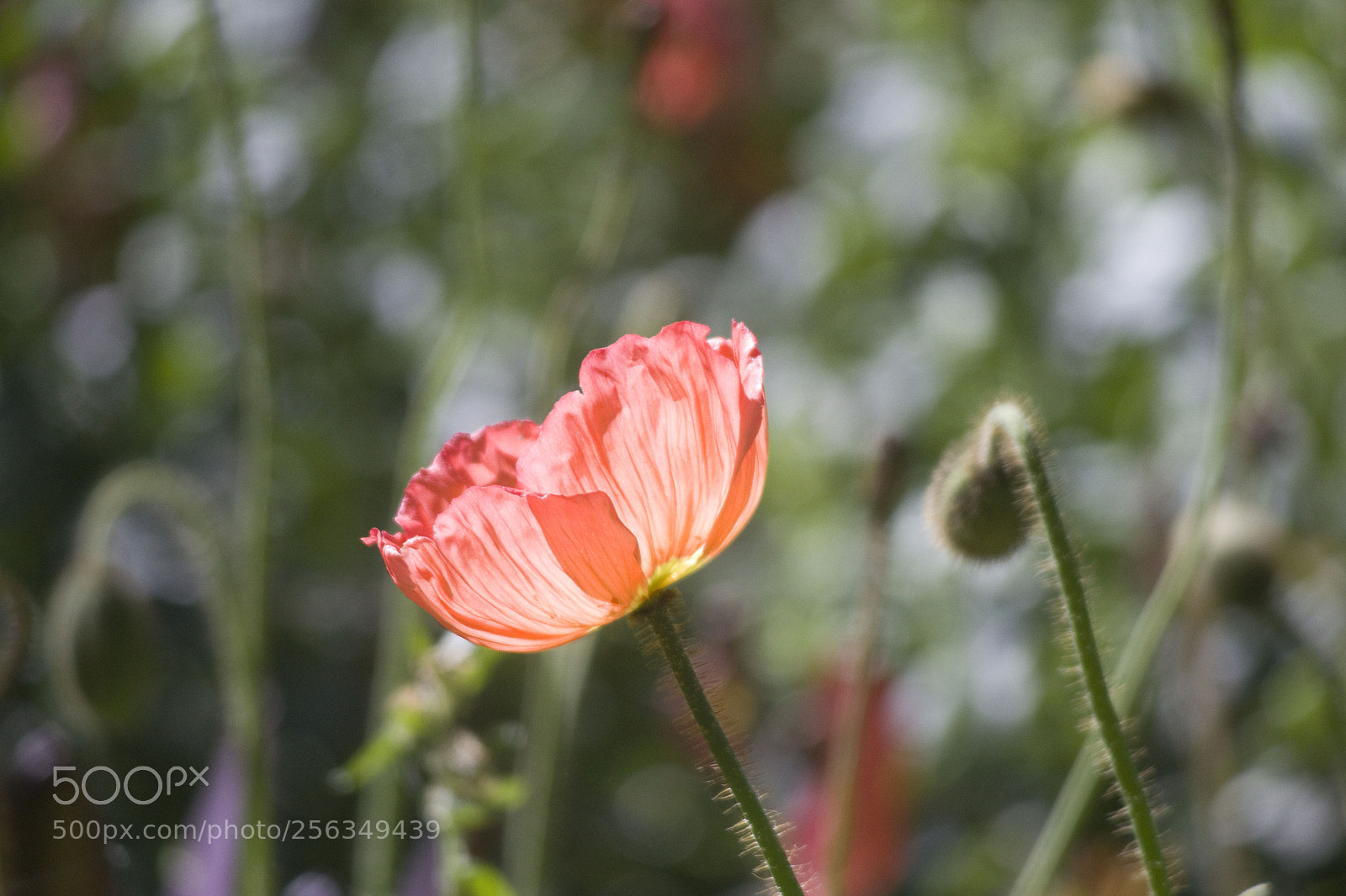 Canon EOS 600D (Rebel EOS T3i / EOS Kiss X5) sample photo. Img photography