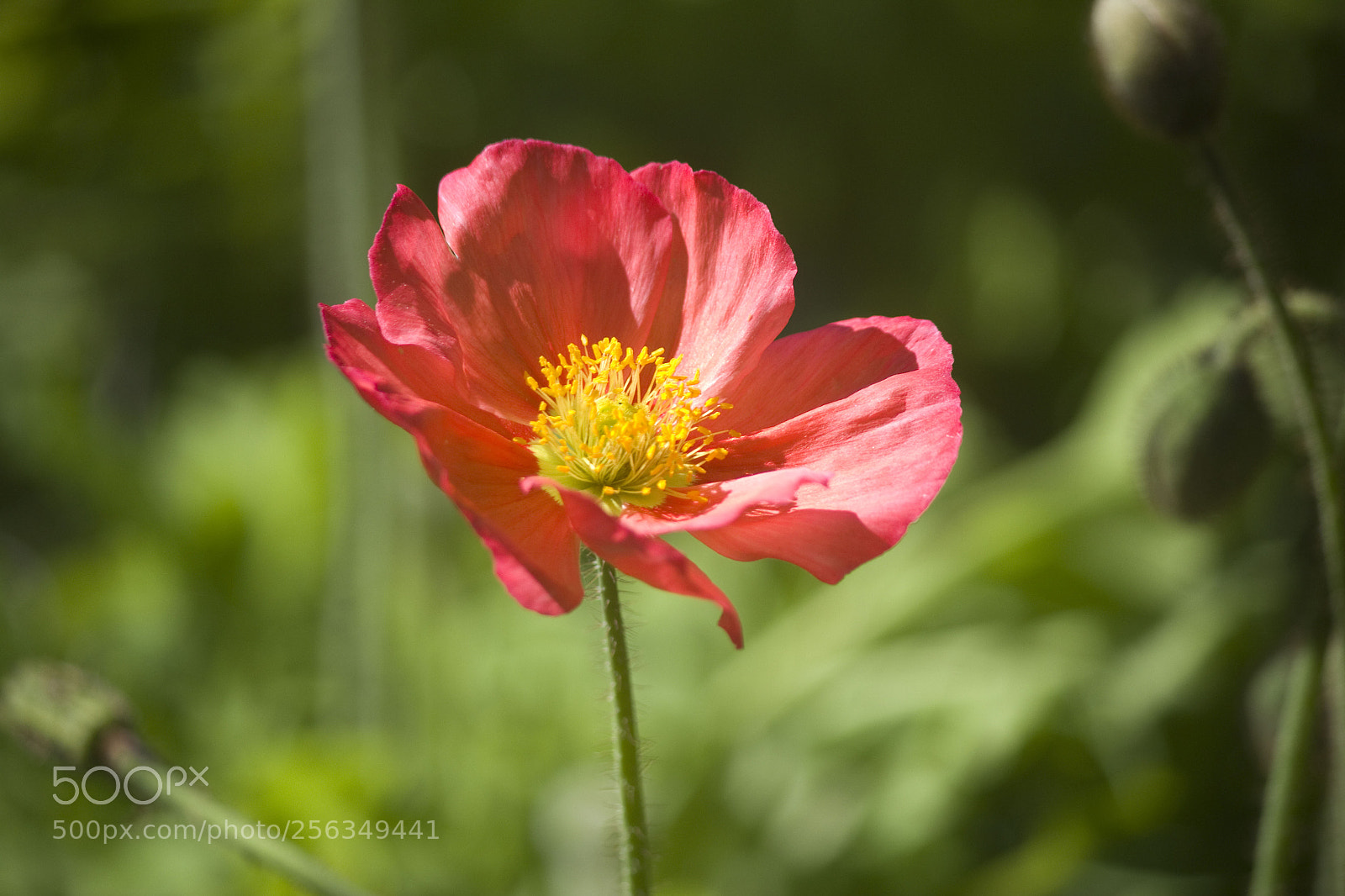 Canon EOS 600D (Rebel EOS T3i / EOS Kiss X5) sample photo. Img photography