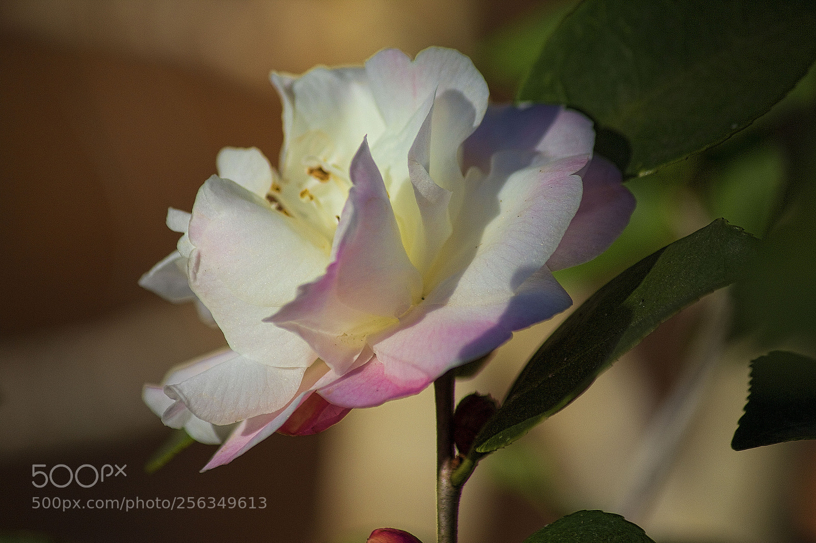 Canon EOS 600D (Rebel EOS T3i / EOS Kiss X5) sample photo. Img photography