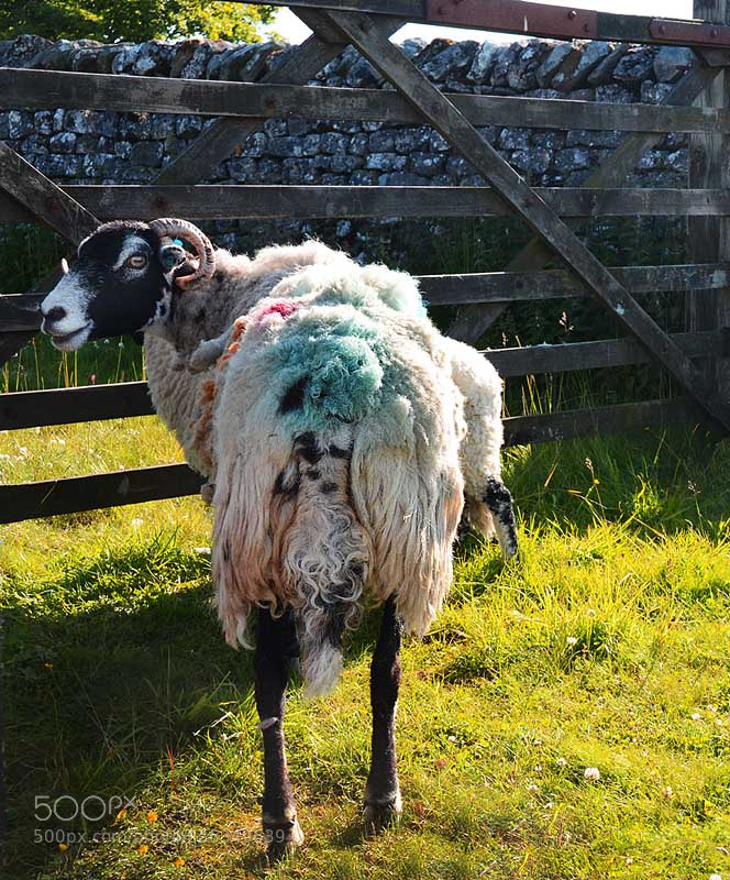 Nikon D7000 sample photo. Does my bum look photography