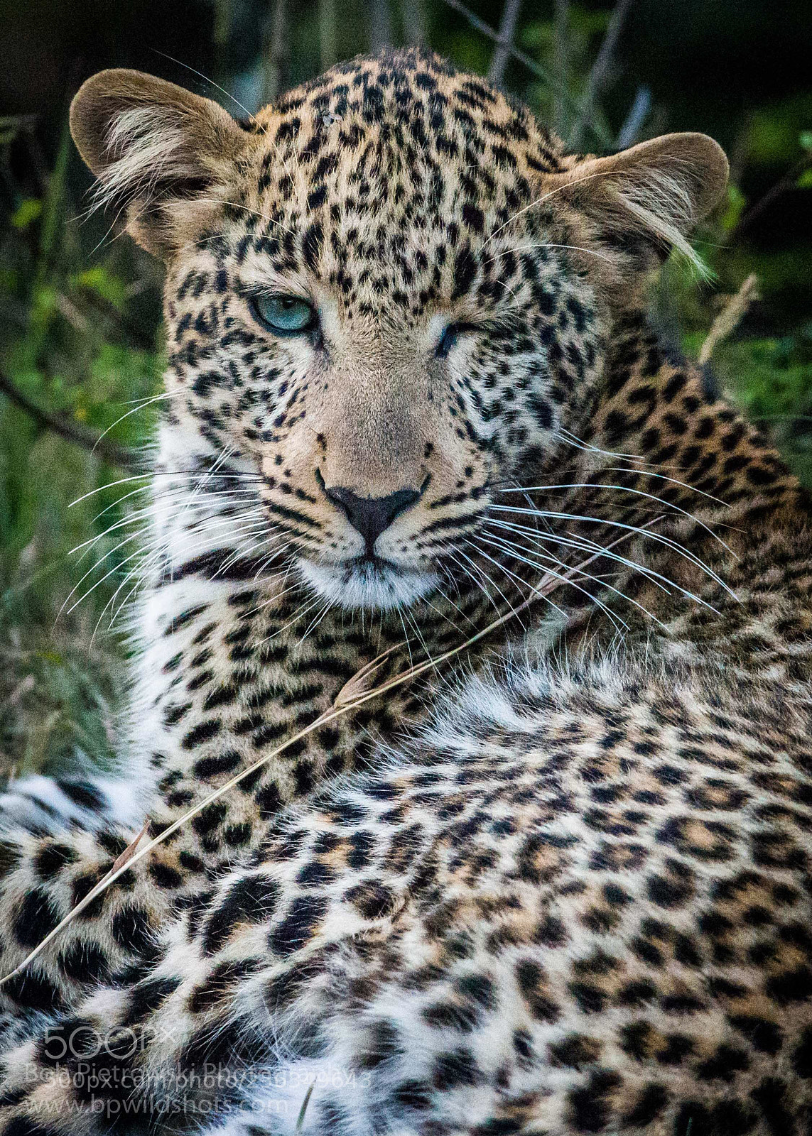 Nikon D800E sample photo. International leopard day photography