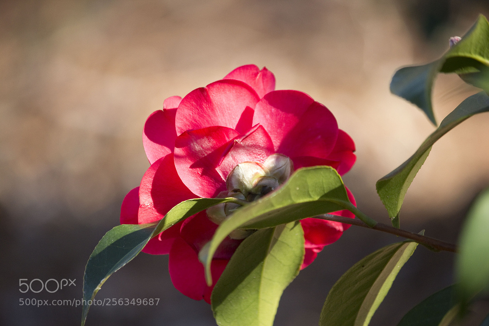 Canon EOS 600D (Rebel EOS T3i / EOS Kiss X5) sample photo. Img photography