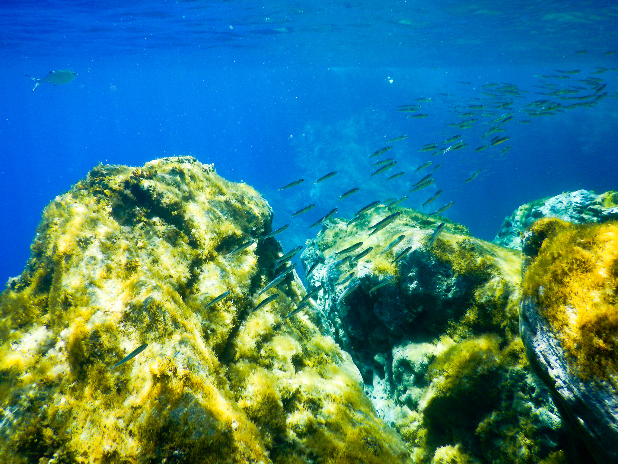 Nikon Coolpix AW130 sample photo. Underwater photography